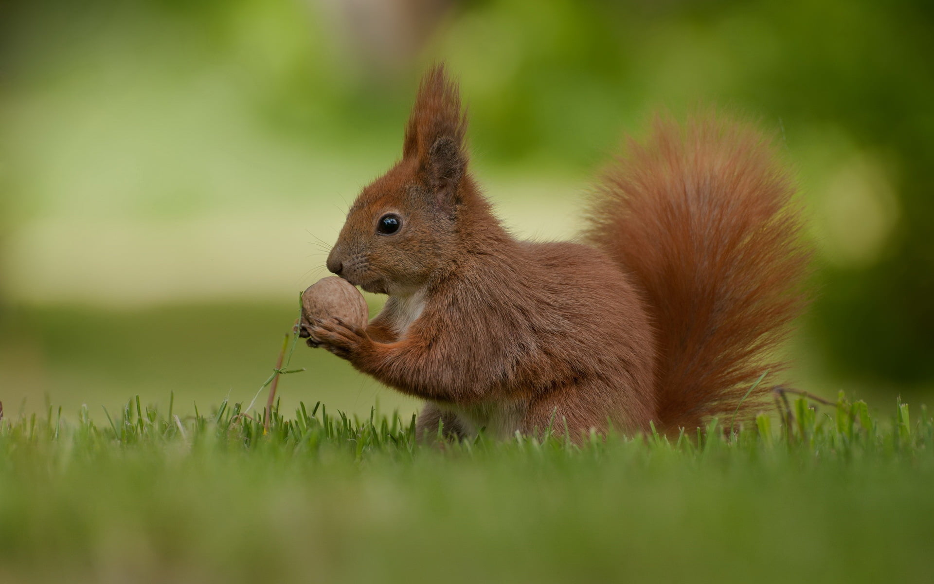 field, rabbit - animal, fur, forest, rodent, grass, park - Man Made Space, land, protein, whisker, wildlife, animal, nature, animal wildlife, small, 1080P, HD Wallpaper