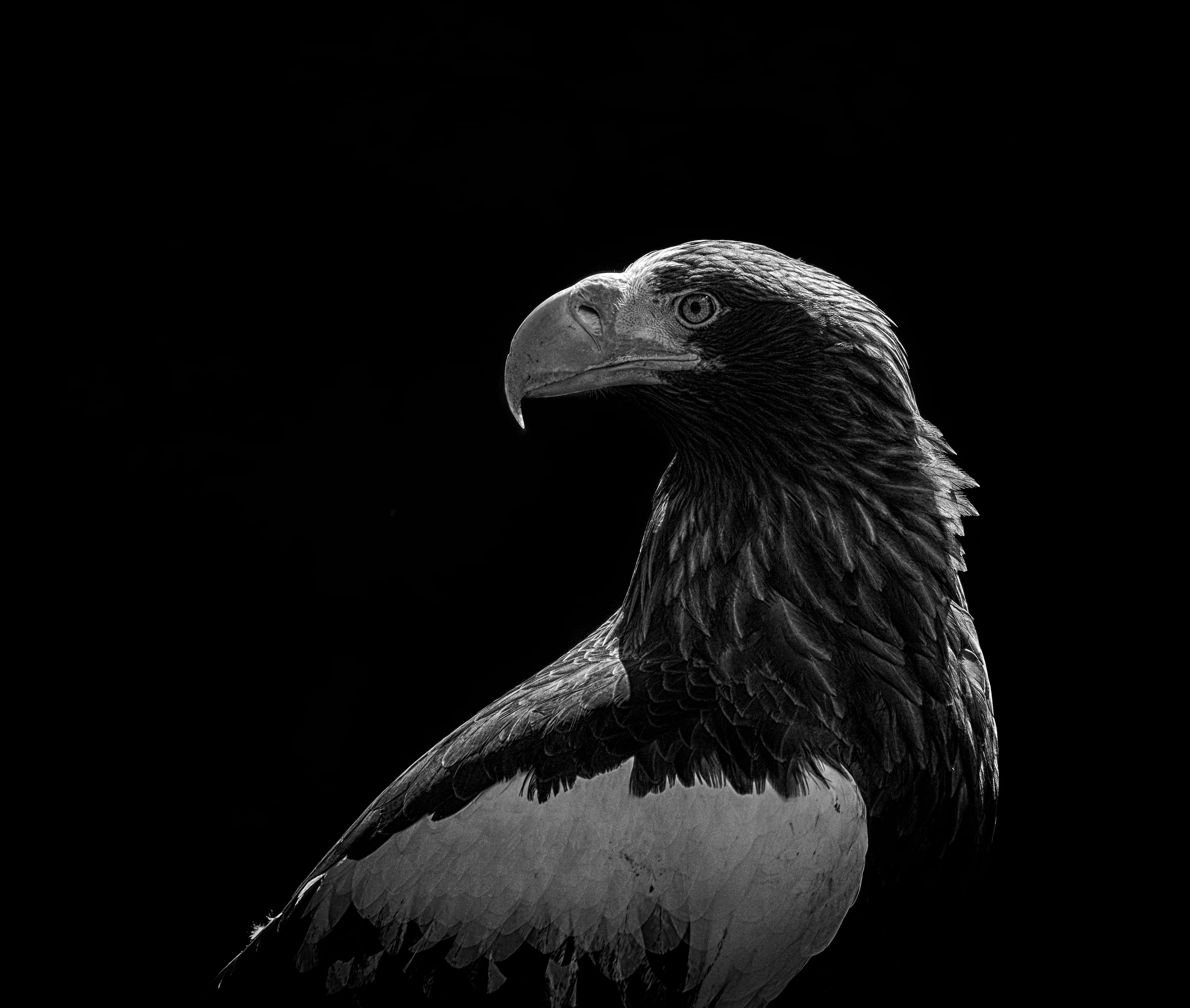 copy space, close-up, looking away, looking, white, no people, one animal, animal, animals in the wild, eagle - bird, backward, brown, nature, animal themes, HD Wallpaper