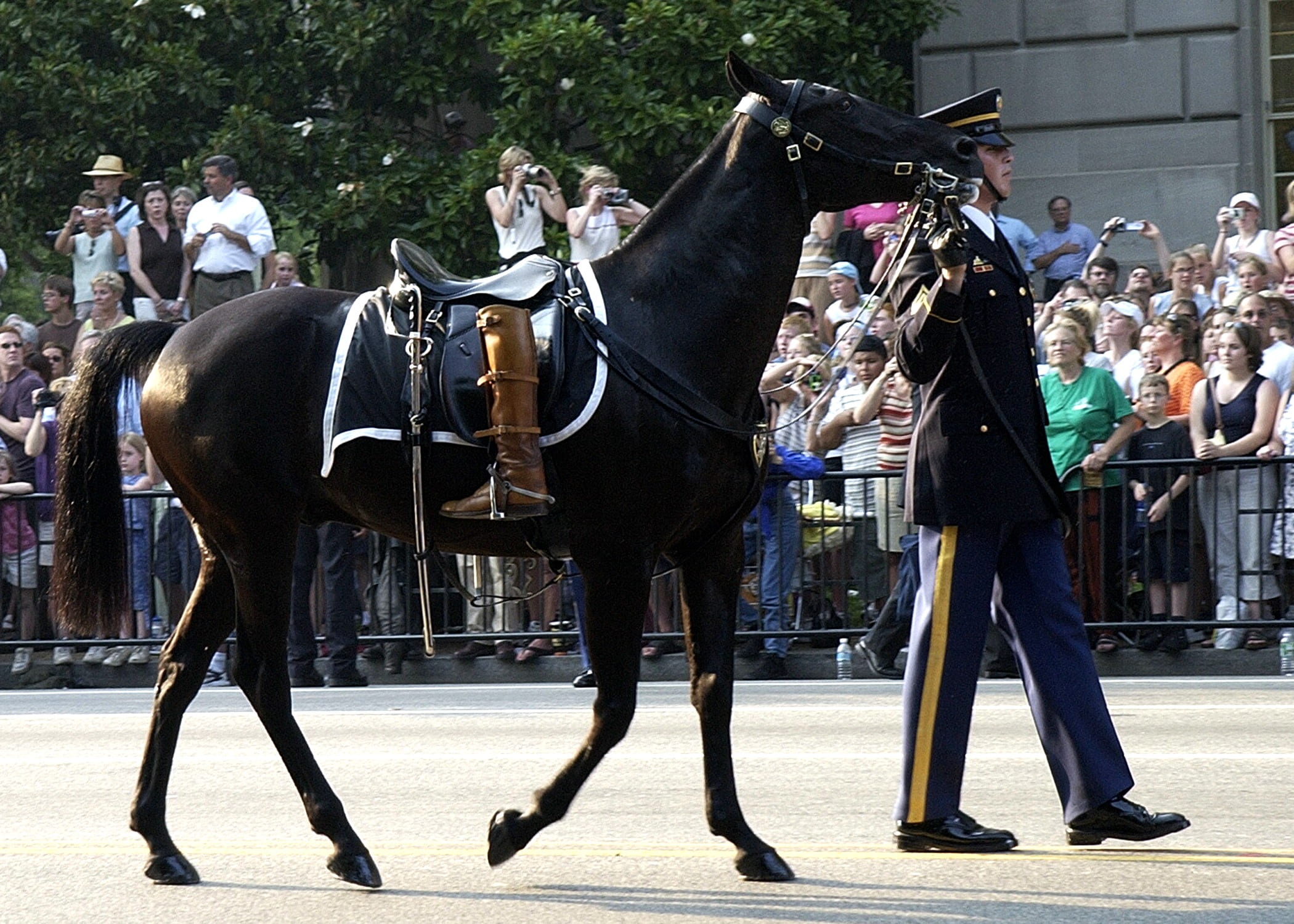 horse, vertebrate, uniform, people, ride, real people, outdoors, riderless, somber, crowd, procession, riding, mammal, activity, group of animals, boots turned backwards, HD Wallpaper