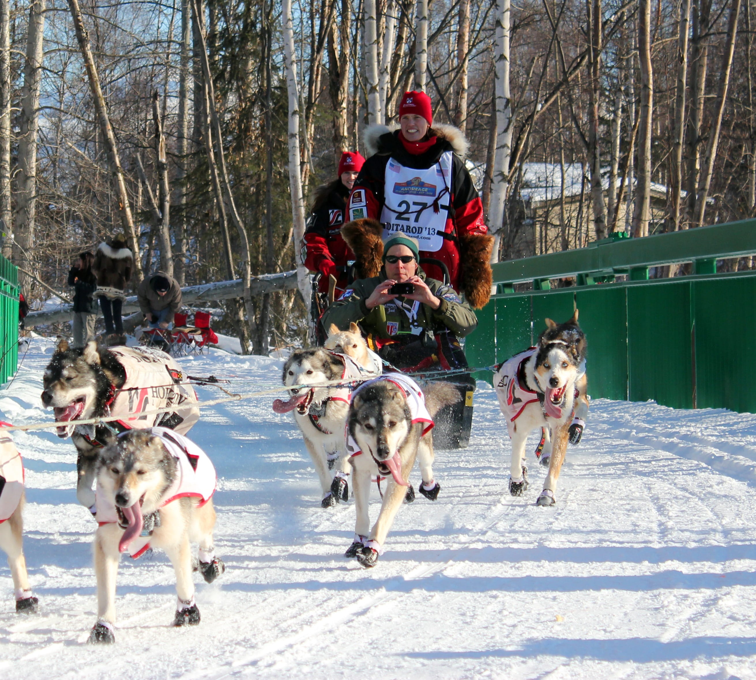 dogs, dog, transport, snowing, nature, vertebrate, dogsled, sledding, 2K, animal themes, tree, cold temperature, animal, Winter, cold, iditarod, canine, HD Wallpaper
