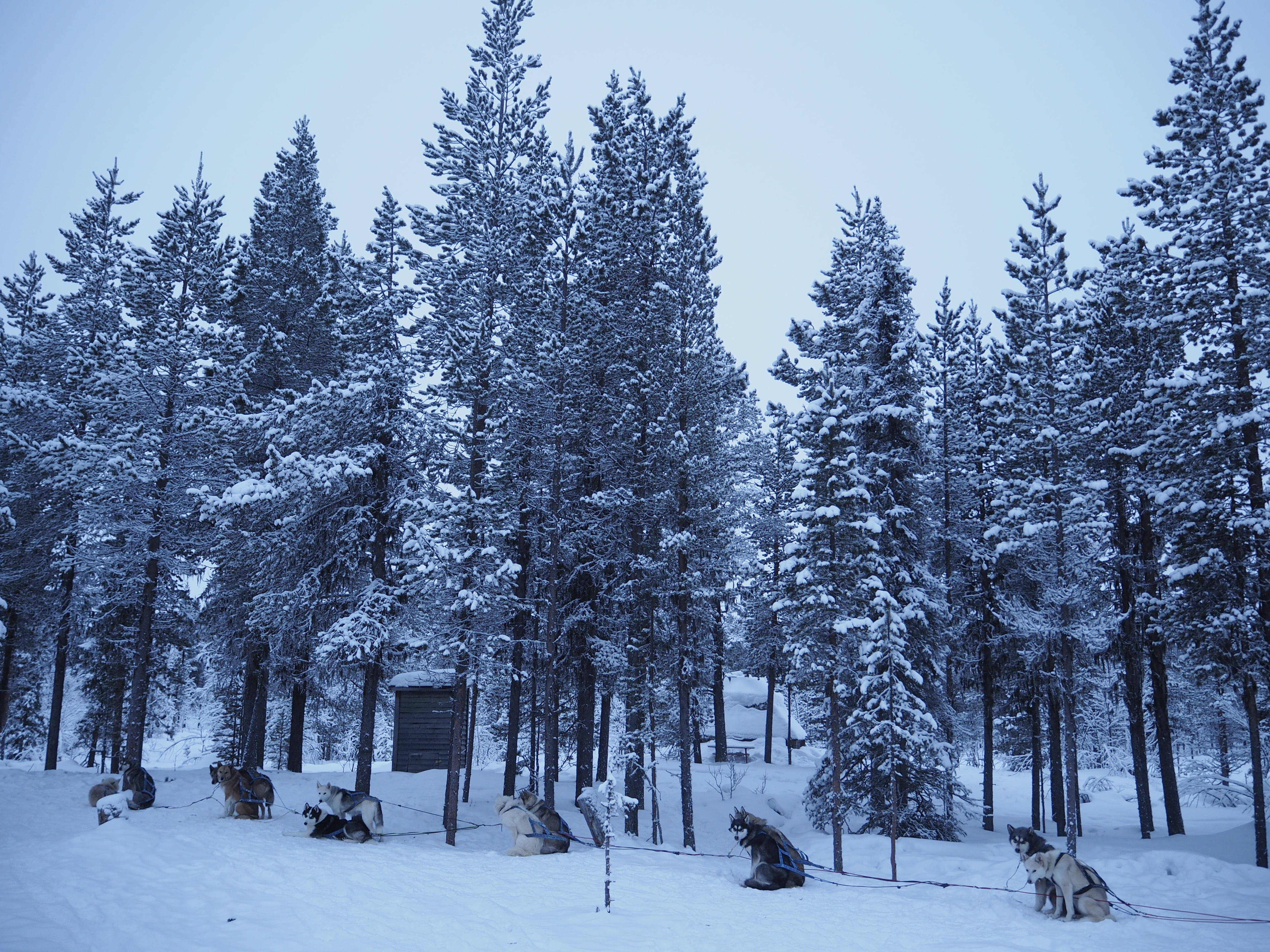 ice, cold, pine woodland, pine tree, forest, snowing, plant, no people, environment, snow, winter, tranquil scene, scenics - nature, dog sledding, nature, HD Wallpaper