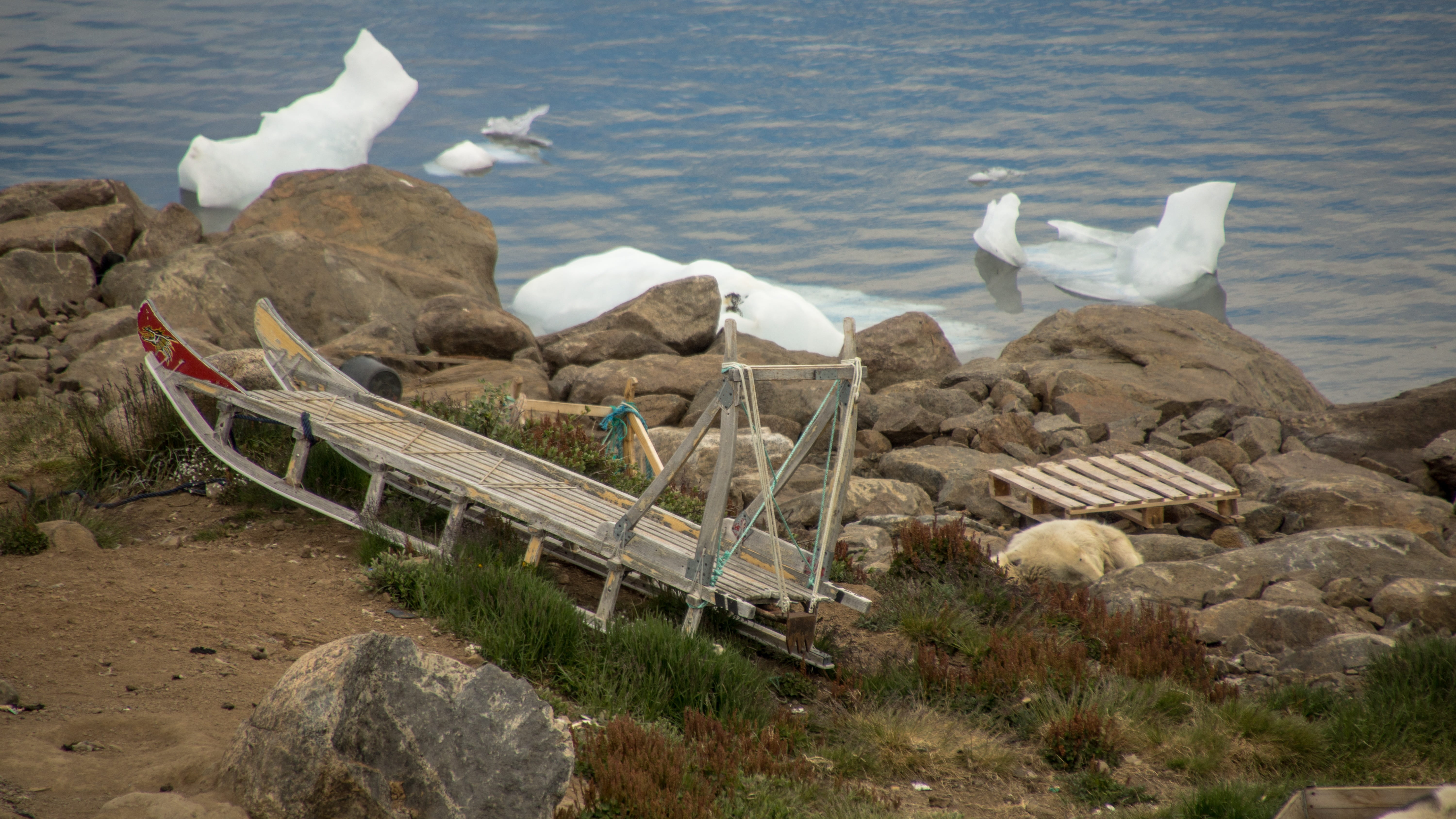 animal wildlife, animal themes, seagull, polar, water, ice, sledge, group of animals, ropes, beauty in nature, transportation, no people, day, parking, HD Wallpaper