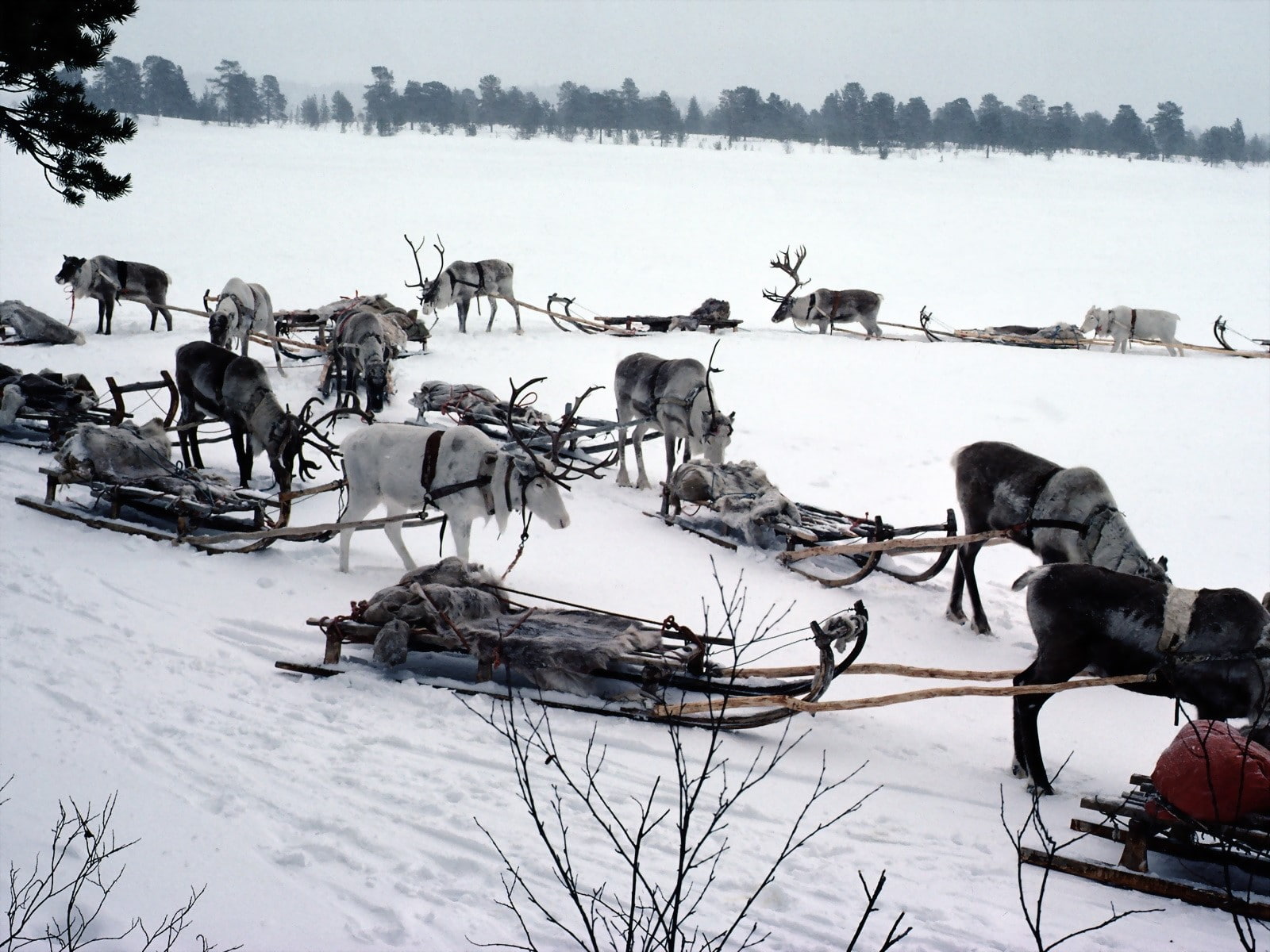 animal, mammal, Sledge, large group of animals, pets, herd, outdoors, nature, Team, North pole, field, herbivorous, 720P, working animal, animal themes, HD Wallpaper