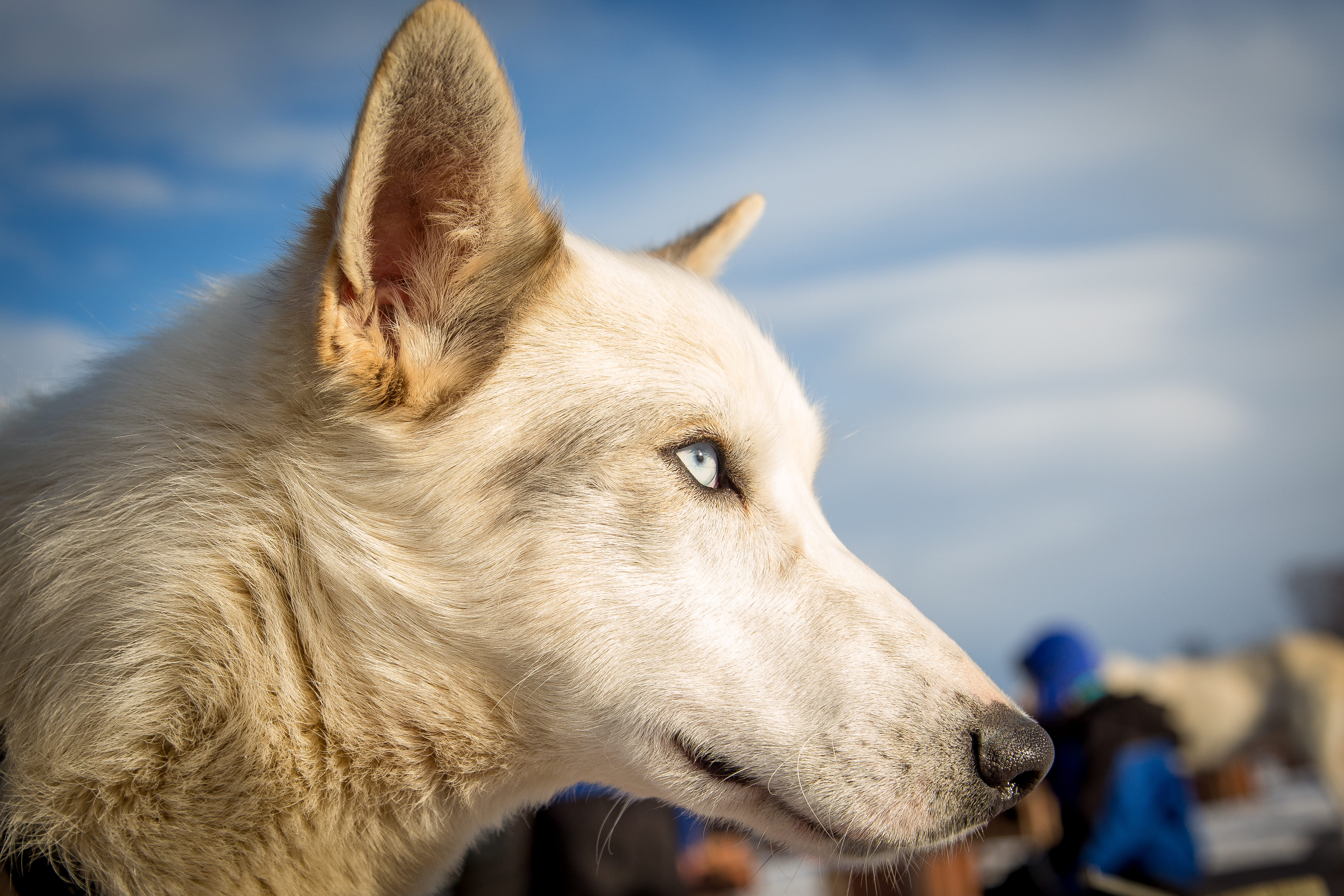animal body part, dog, white, white dog, looking, pet, blue, sky, no people, profile view, close-up, pets, sledge, snout, focus on foreground, one animal, HD Wallpaper