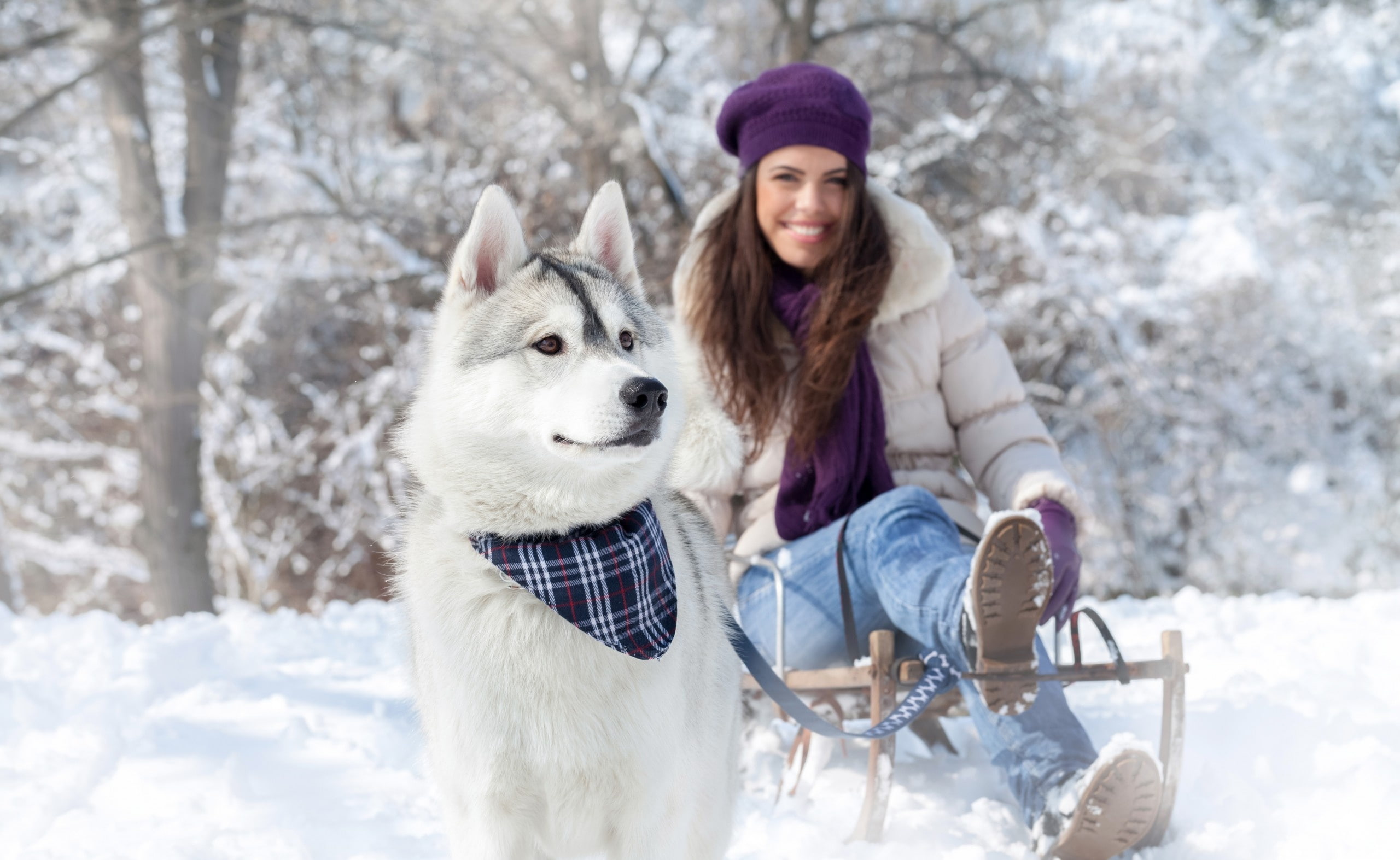 cold temperature, one person, Holidays, nature, 2K, white, domestic, fun, Winter, Girl, coat, canine, animal, outdoors, domestic animals, warm clothing, HD Wallpaper