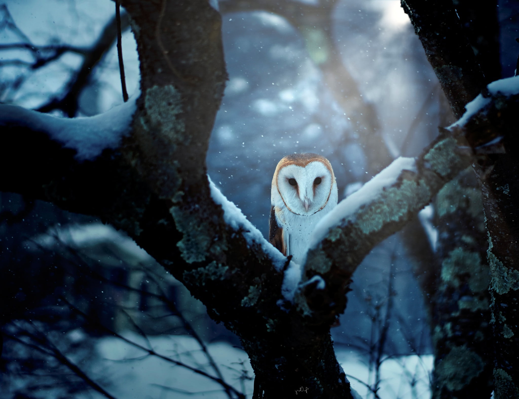 Wildlife, Birds, Bird, Winter, 1080P, Barn Owl, HD Wallpaper