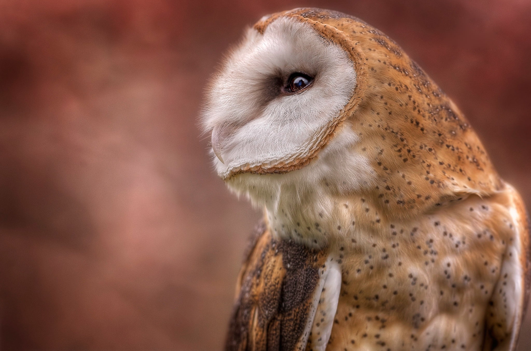 bird, 1080P, portrait, background, profile, owl, the barn owl, HD Wallpaper