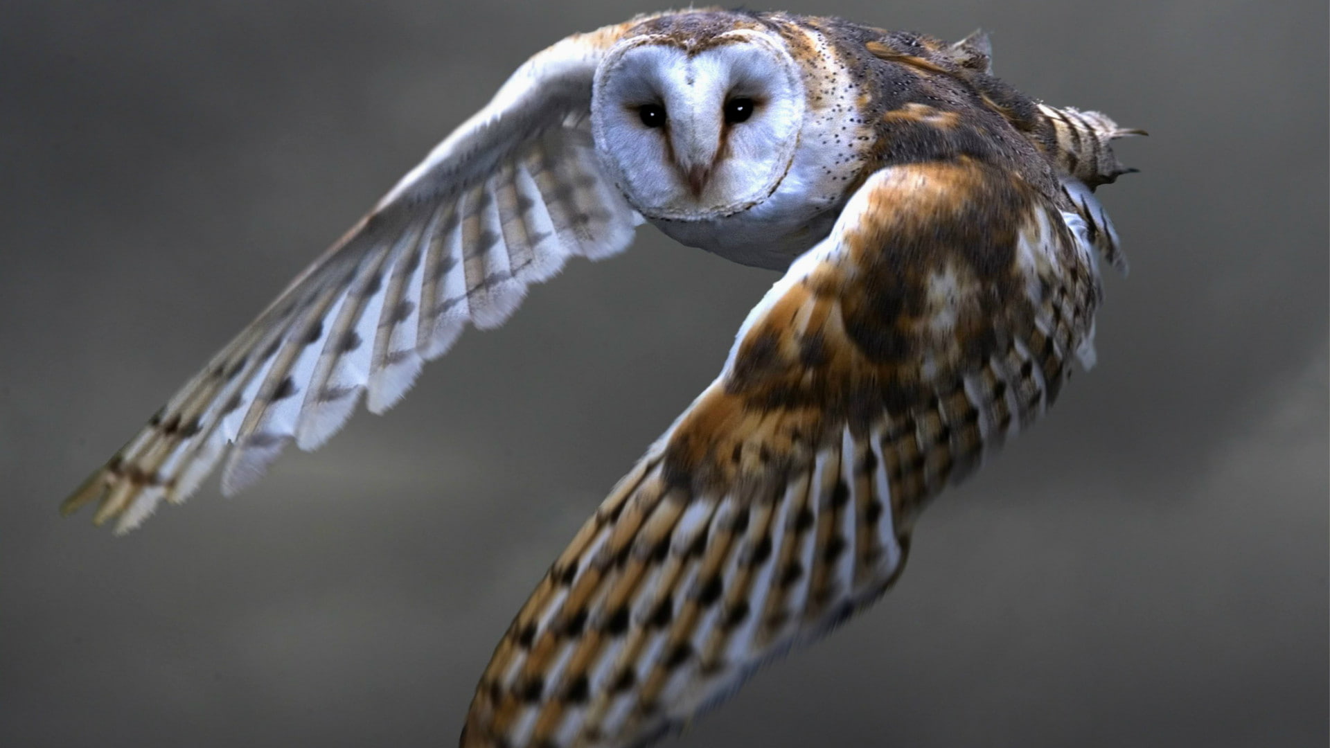 Animal, 1920x1080, 1080P, Owl, Barn owl, animals, bird, hd owl, HD Wallpaper