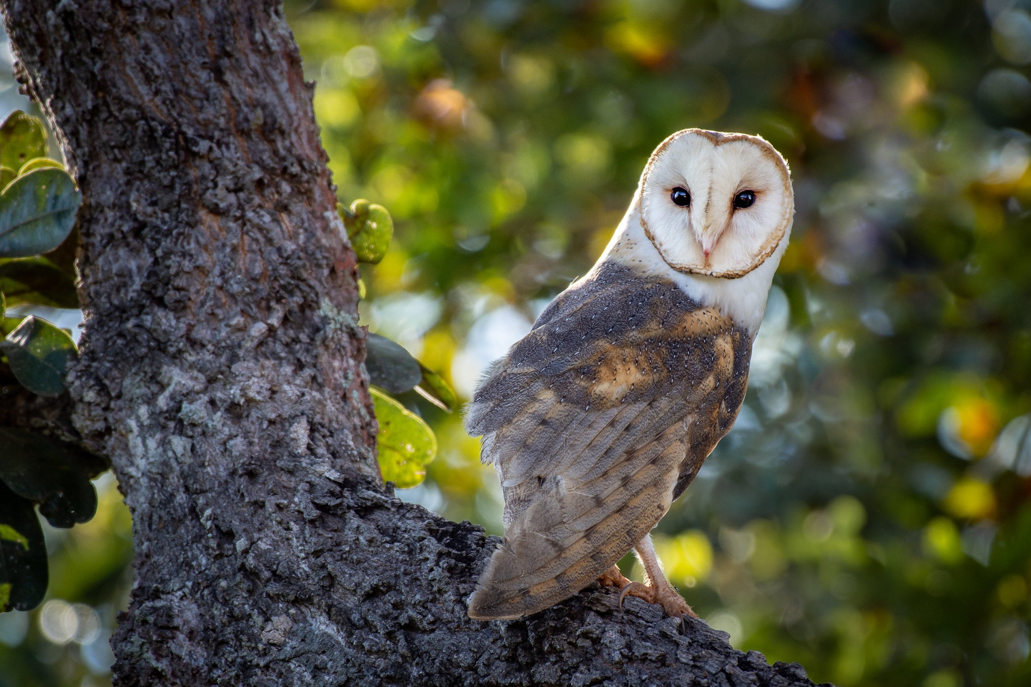 1080P, Birds, Wildlife, Bird, Barn Owl, Owl, Bokeh, HD Wallpaper