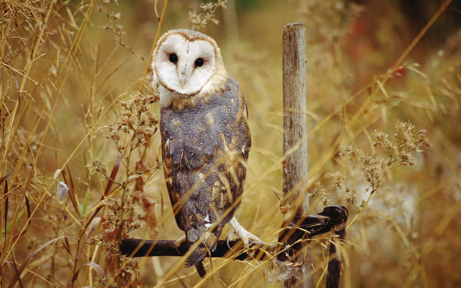 barn owl, 1080P, HD Wallpaper