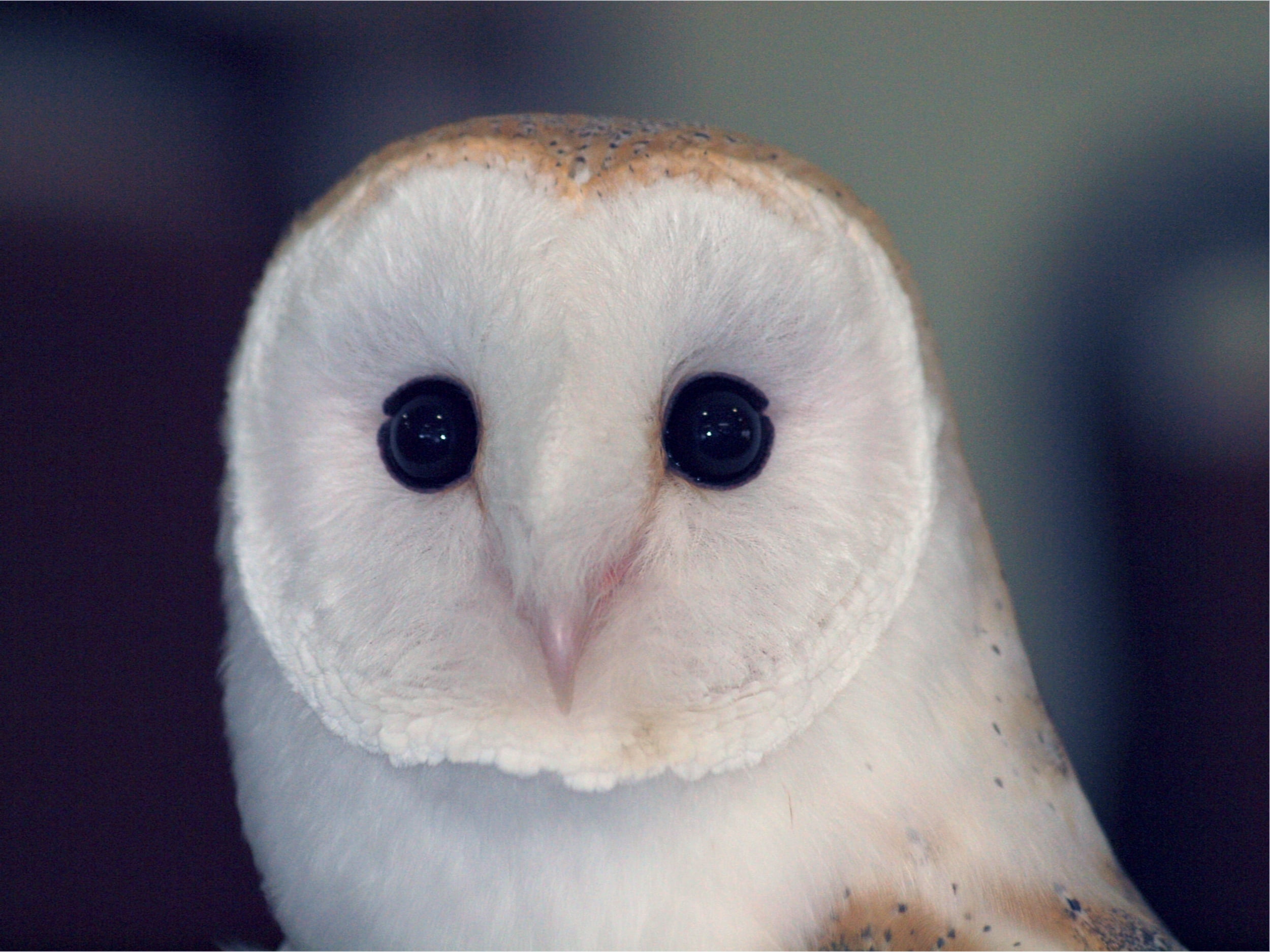 animal wildlife, white, domestic, white color, animal themes, pets, barn owl, human Face, feather, portrait, owl, animal body part, vertebrate, one Animal, HD Wallpaper
