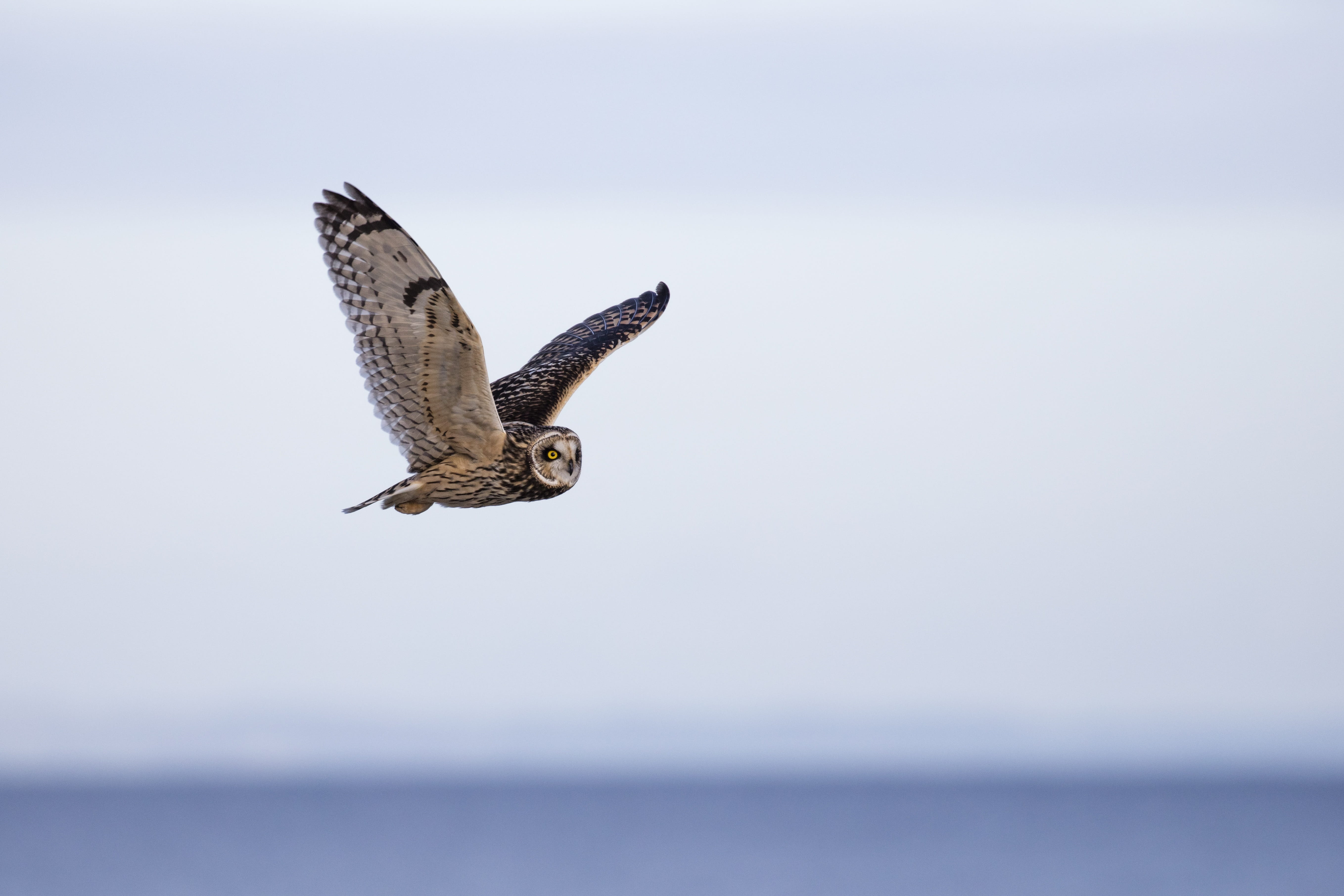 animal wildlife, gray, focus, vertebrate, animal Wing, nature, 5K, bird, blue, seagull, owl, sky, owls, barn, day, birds, marine, wings, outdoors, animals And Pets, HD Wallpaper