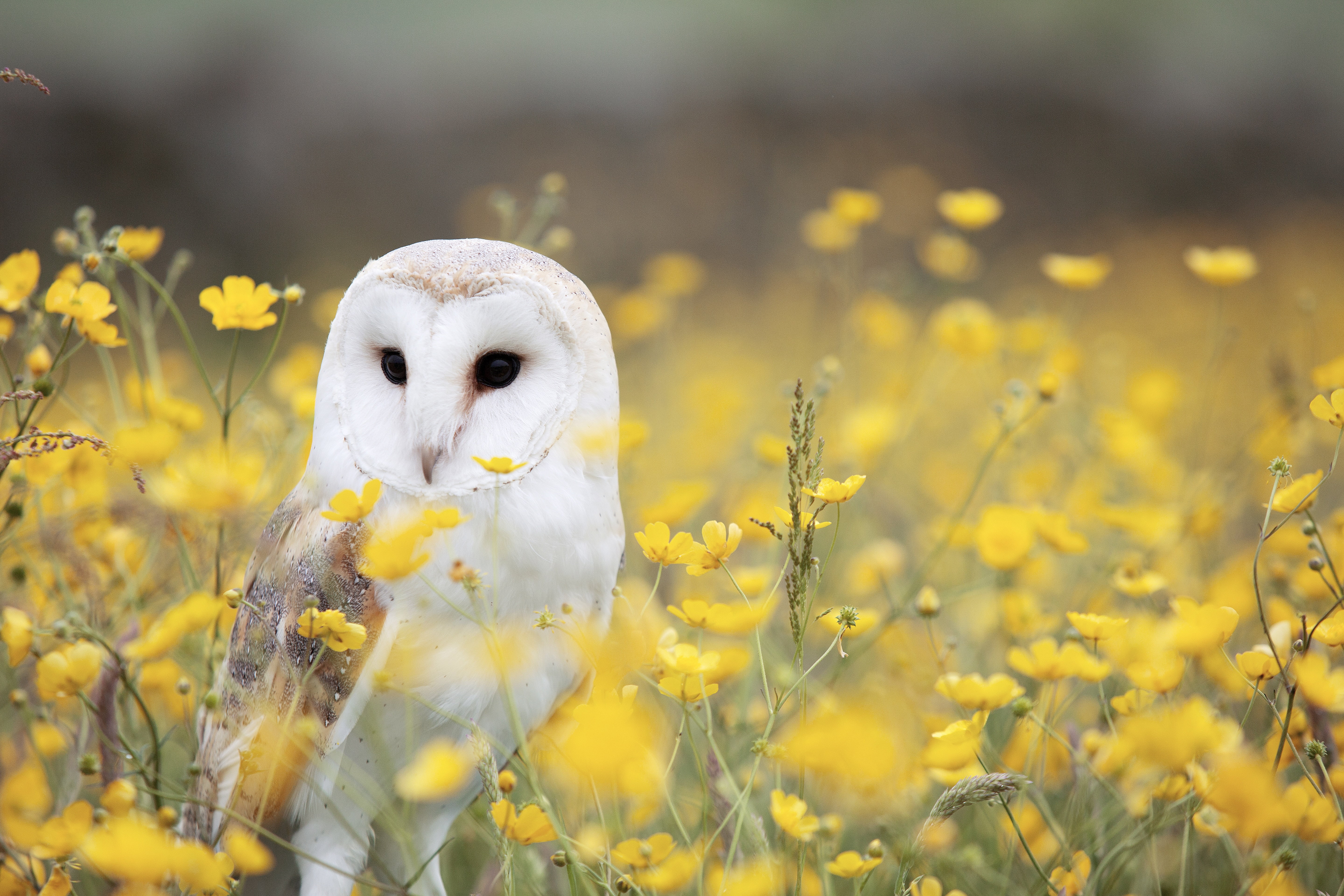 bird, meadow, white, outdoors, barn owl, no People, field, flower, summer, springtime, beauty In Nature, animal, yellow, 5K, oilseed Rape, owl, predator, HD Wallpaper
