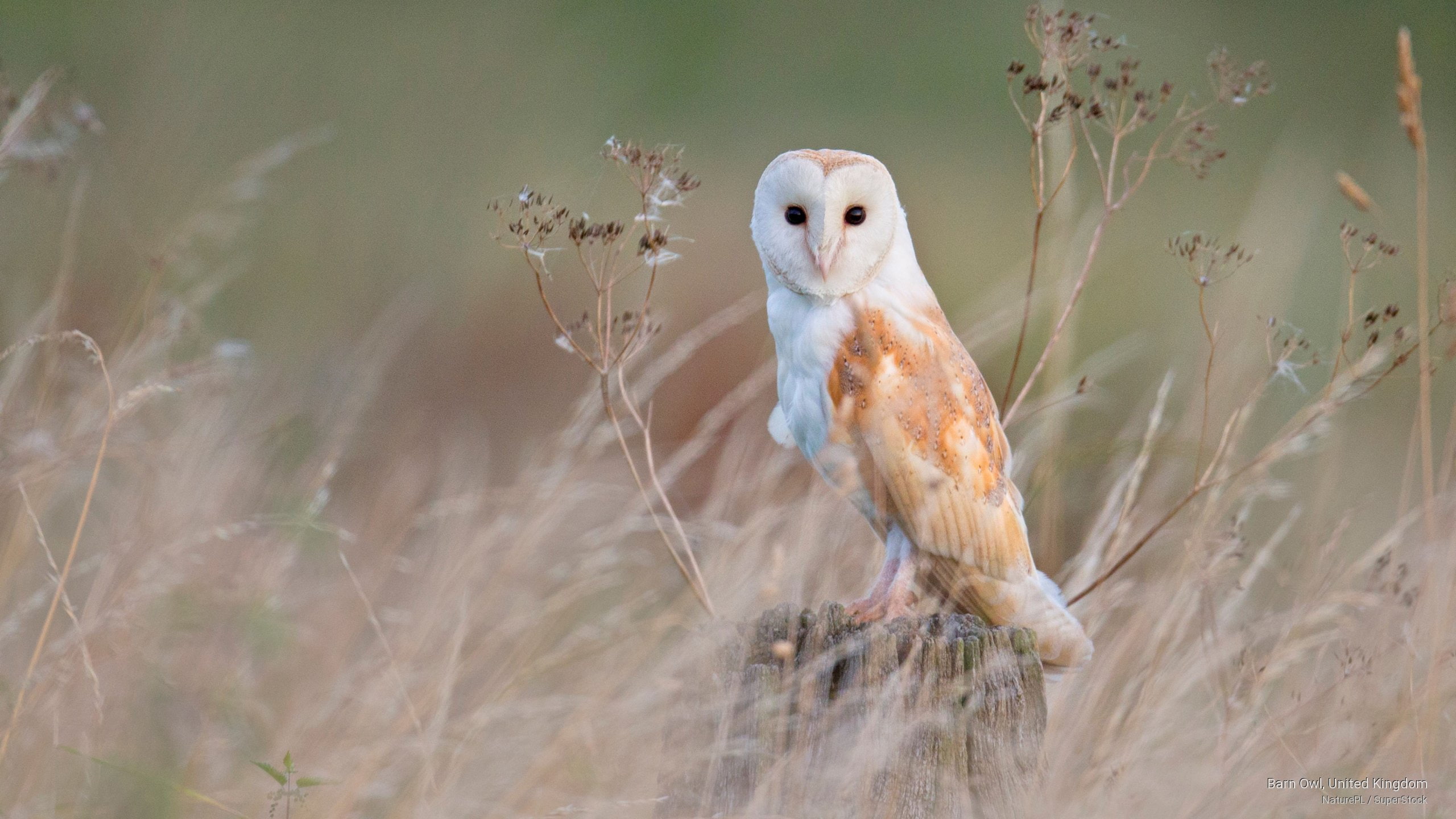 kingdom, owl, barn, united, 2K, Birds, HD Wallpaper