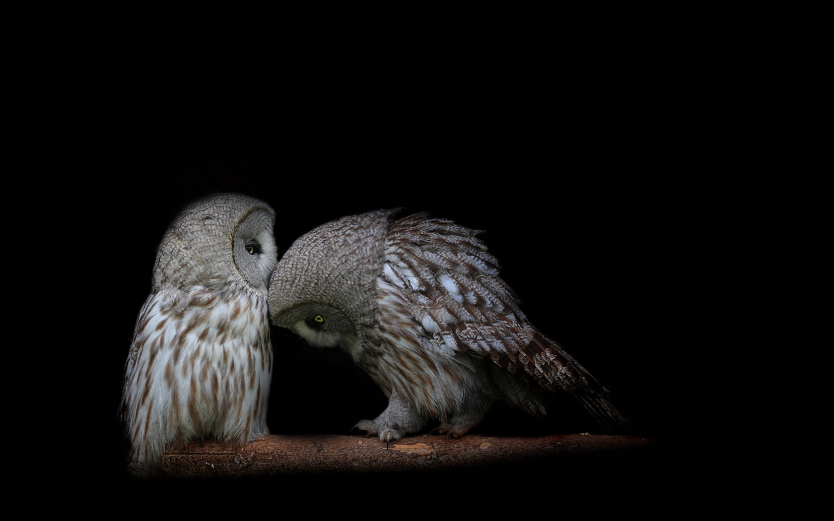 looking, animals In The Wild, carnivore, full length, barn, nature, two animals, mammal, close-up, predators, backgrounds, feather, beige, black background, HD Wallpaper