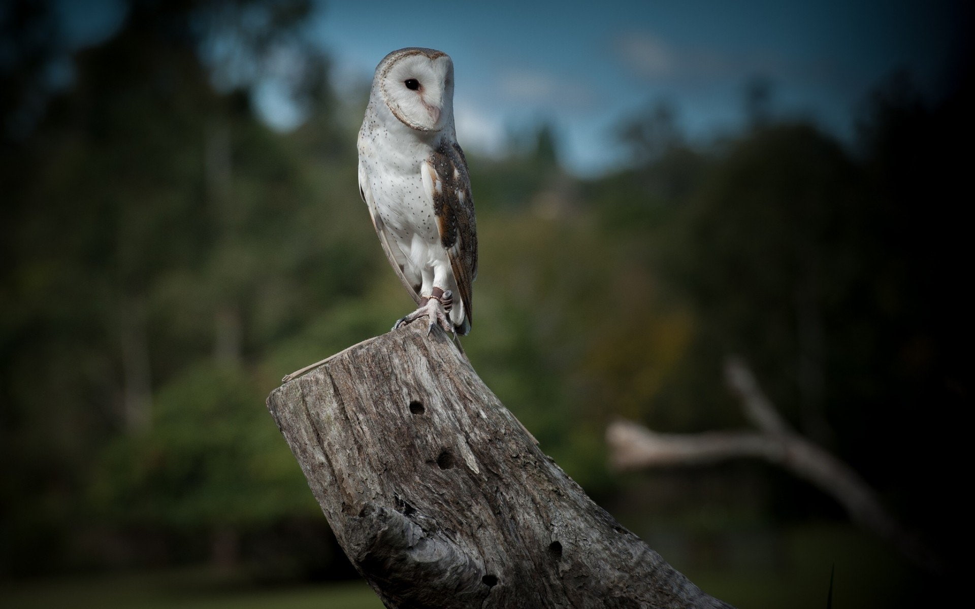 1080P, Bird, Birds, Owl, Barn owl, HD Wallpaper