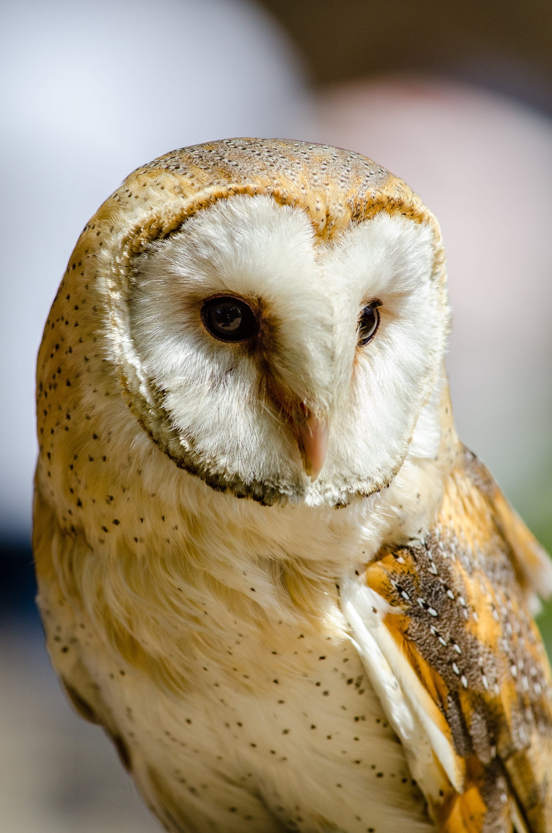 focus on foreground, no people, common barn owl, vertebrate, perched, portrait, bird, animal body part, bird of prey, outdoors, one animal, focus, 2K, Phone HD Wallpaper