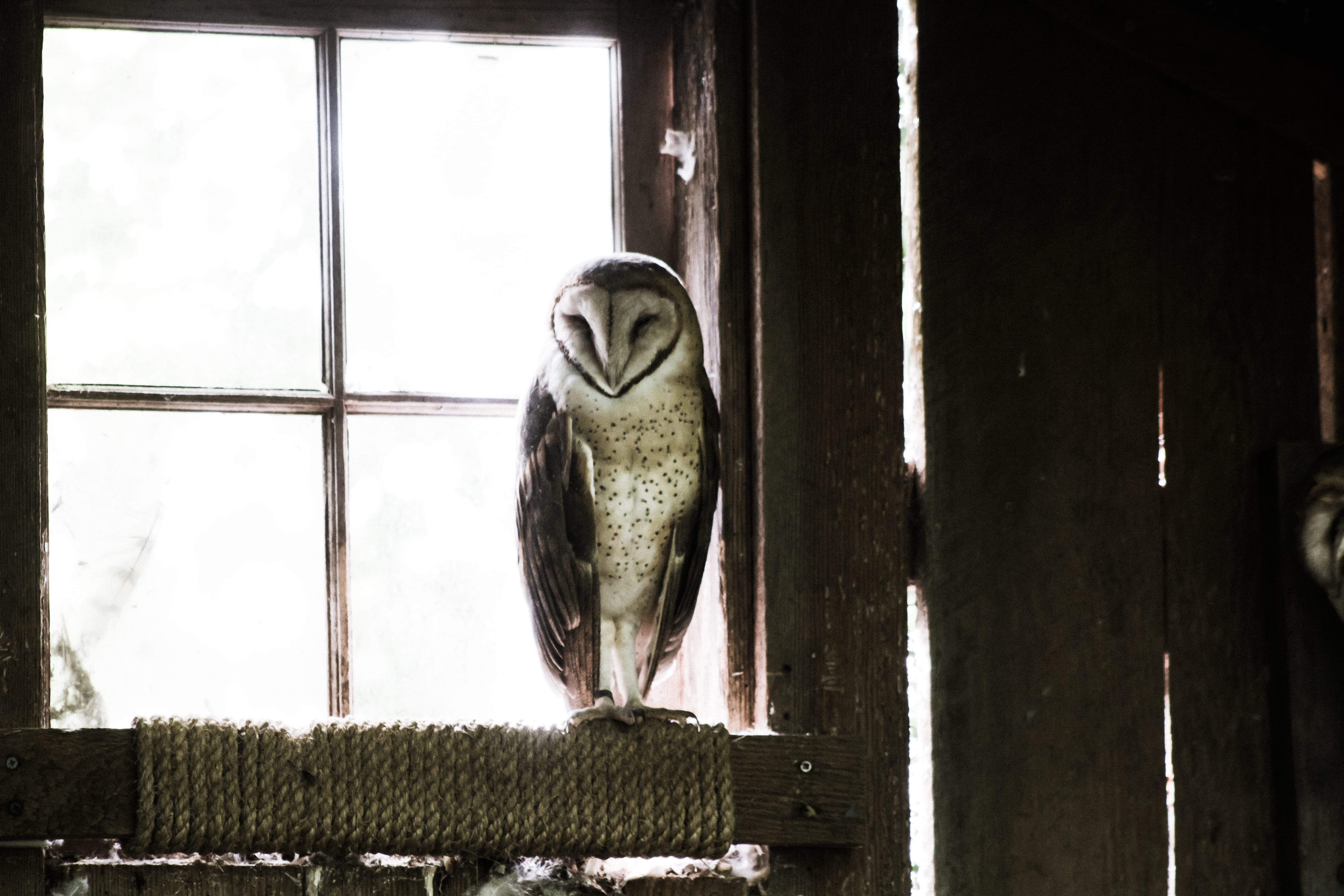 barnyard, natural light, glass, black, animals in captivity, grey, day, rope, daytime, perching, barn, bird of prey, bird, photo, parrot, no people, 4K, HD Wallpaper