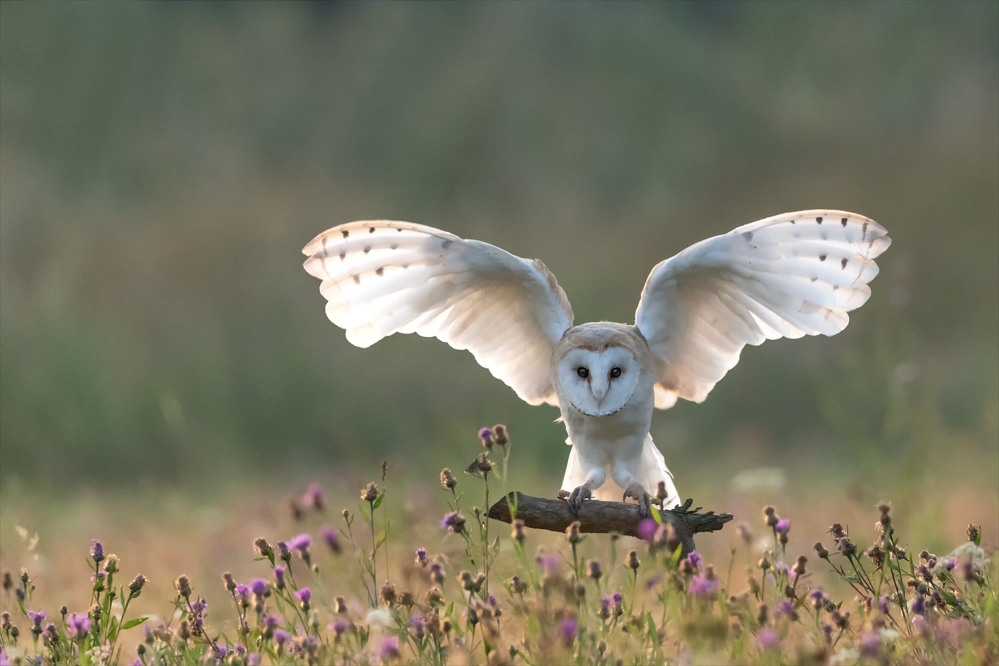 Owl, Birds, Barn Owl, Wildlife, Bird, 1080P, HD Wallpaper