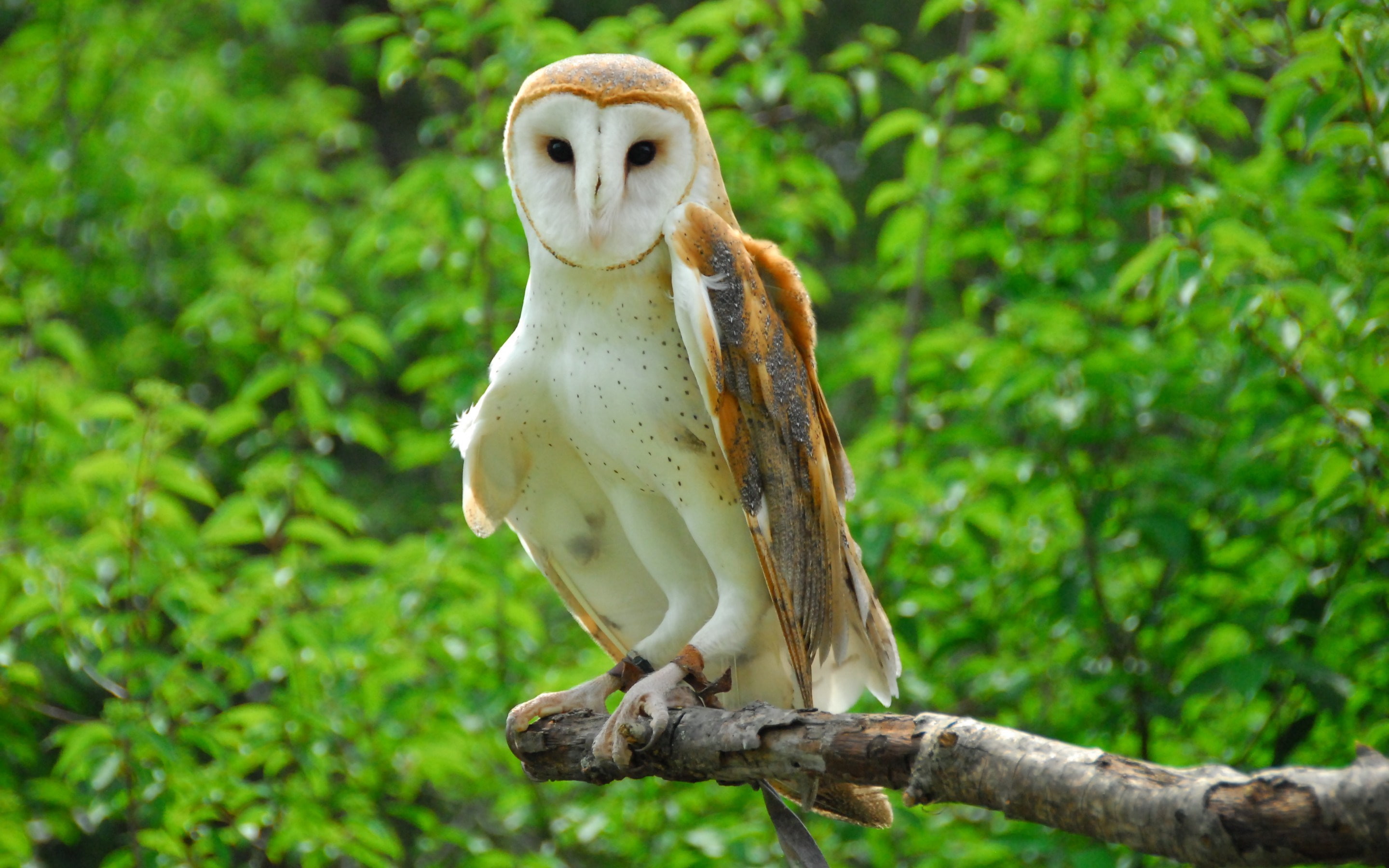 barn owl, 2K, HD Wallpaper