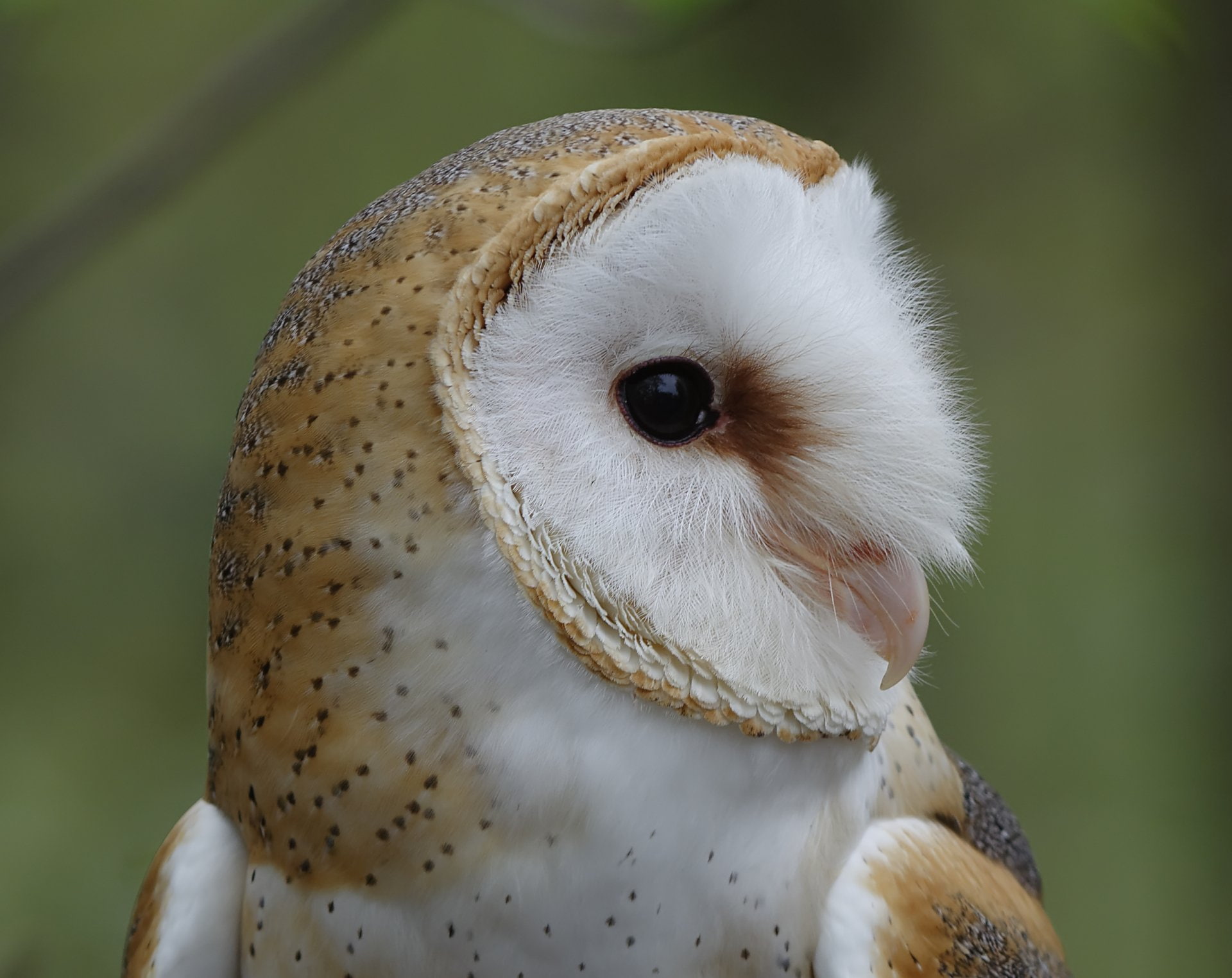 1080P, Barn owl, Birds, HD Wallpaper