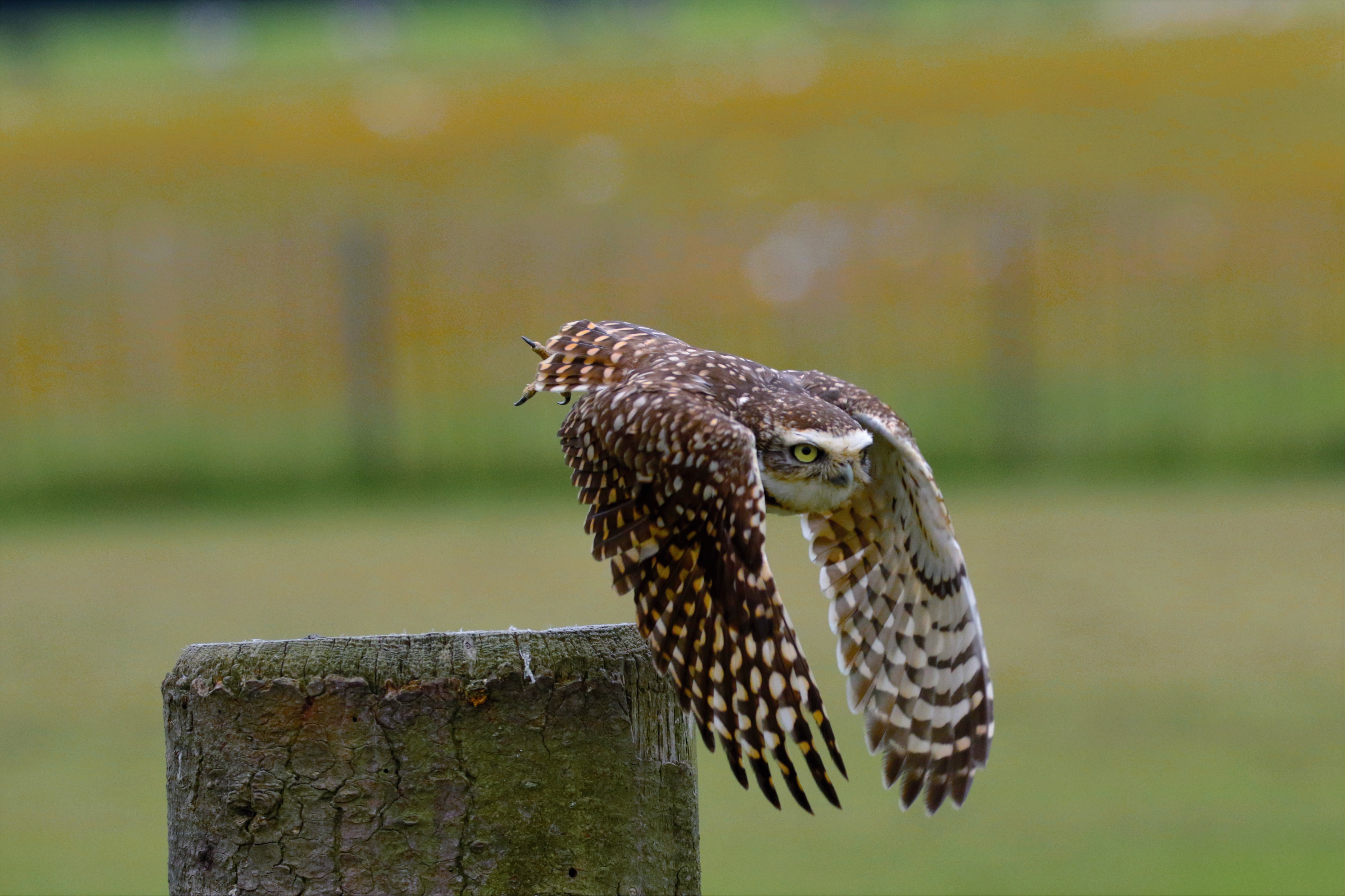 wood - material, wild, vertebrate, hawk - Bird, close-up, water, carnivore, burrowing owl, animal, post, focus on foreground, predator, flying, wooden post, HD Wallpaper