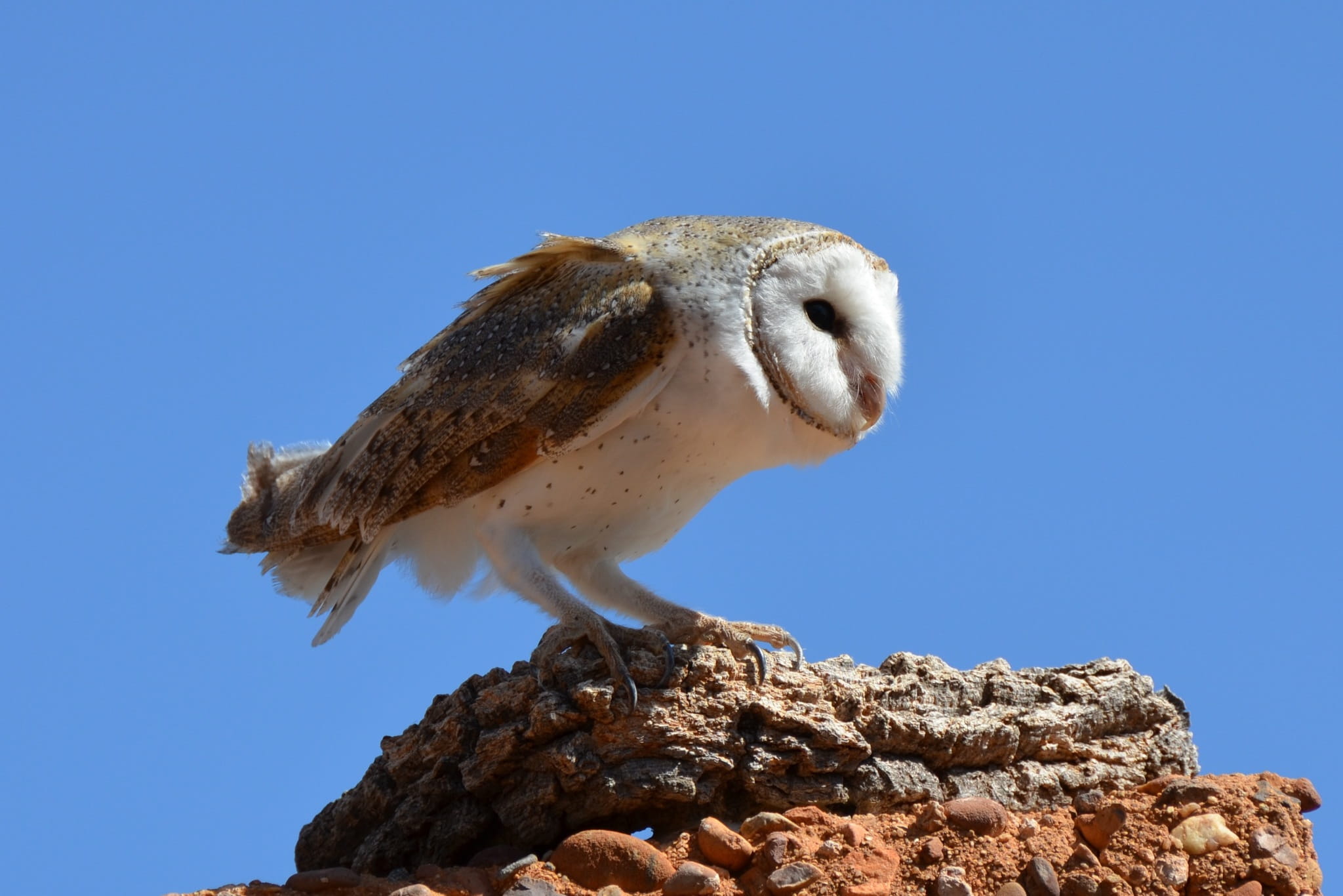 sunlight, mammal, vertebrate, blue, animal wildlife, 1080P, brown, Bird, rock, low angle view, no people, animal, owl, animals in the wild, Barn Owl, animal themes, HD Wallpaper