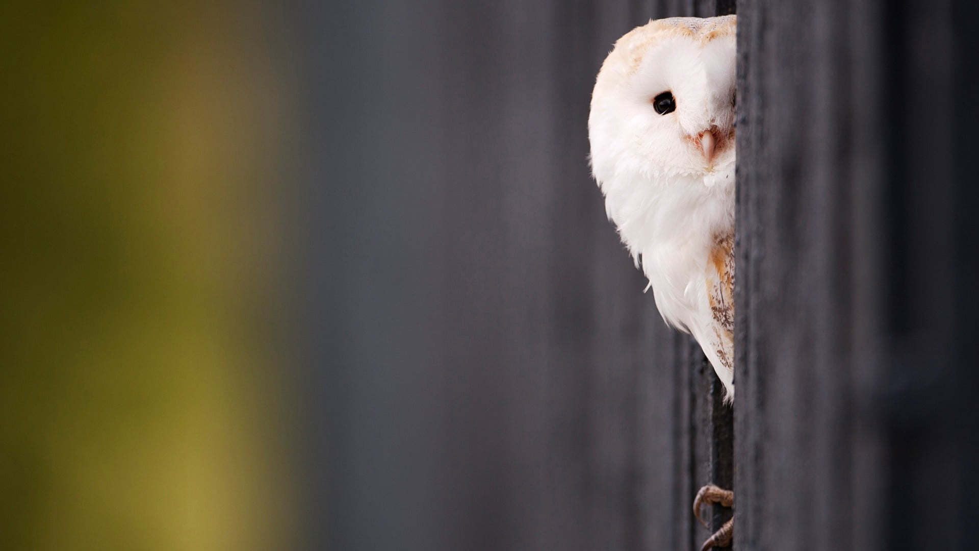 bird of prey, one animal, animals in the wild, owl, animal, domestic, animal themes, cute, 1080P, bird, vertebrate, mammal, portrait, pets, selective focus, HD Wallpaper