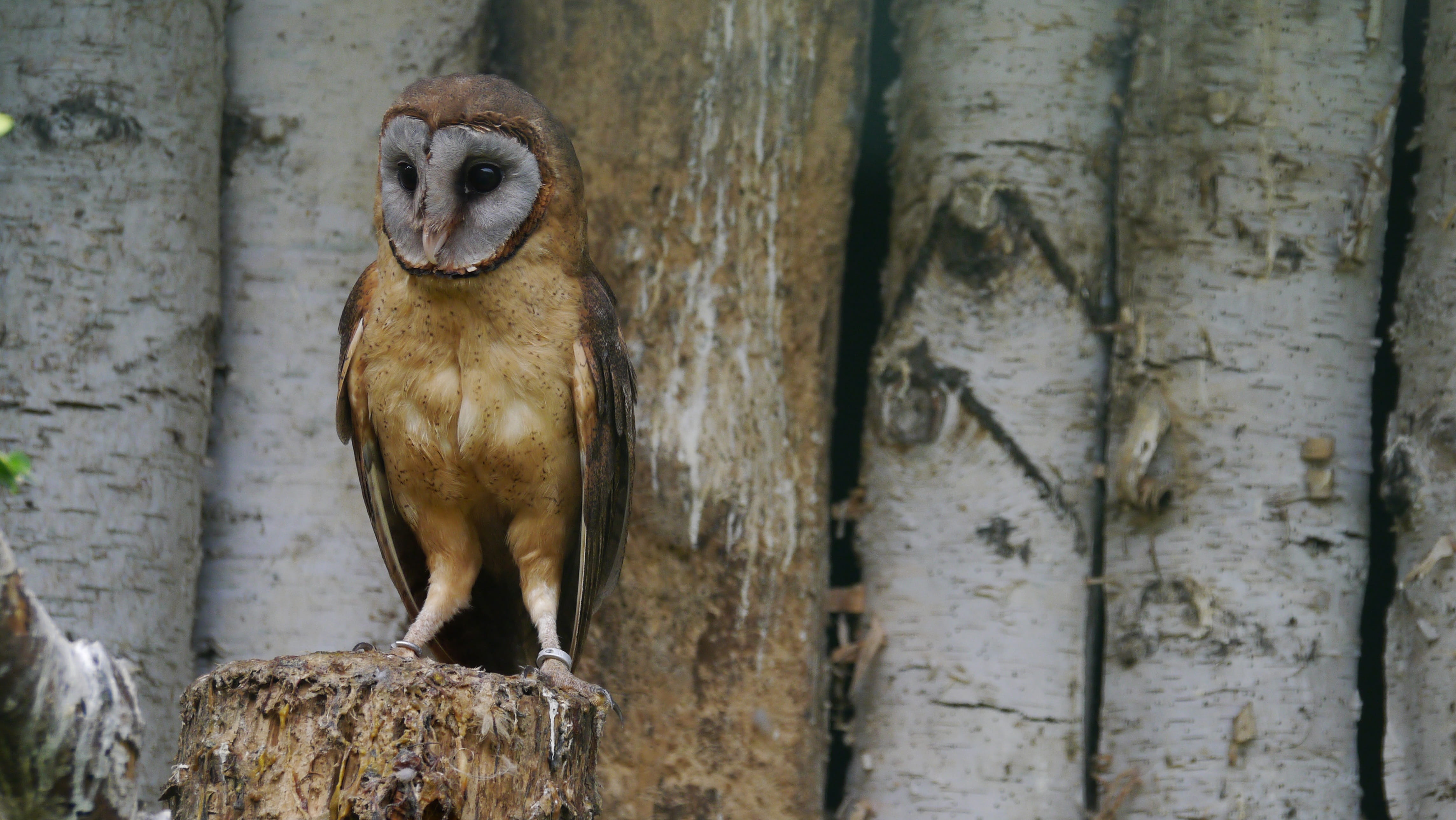 close up, animal world, zoology, eagle owl, feather, looking, flying, animal, bird, outdoors, sitting, animals in the wild, domestic animals, nature, animal themes, HD Wallpaper