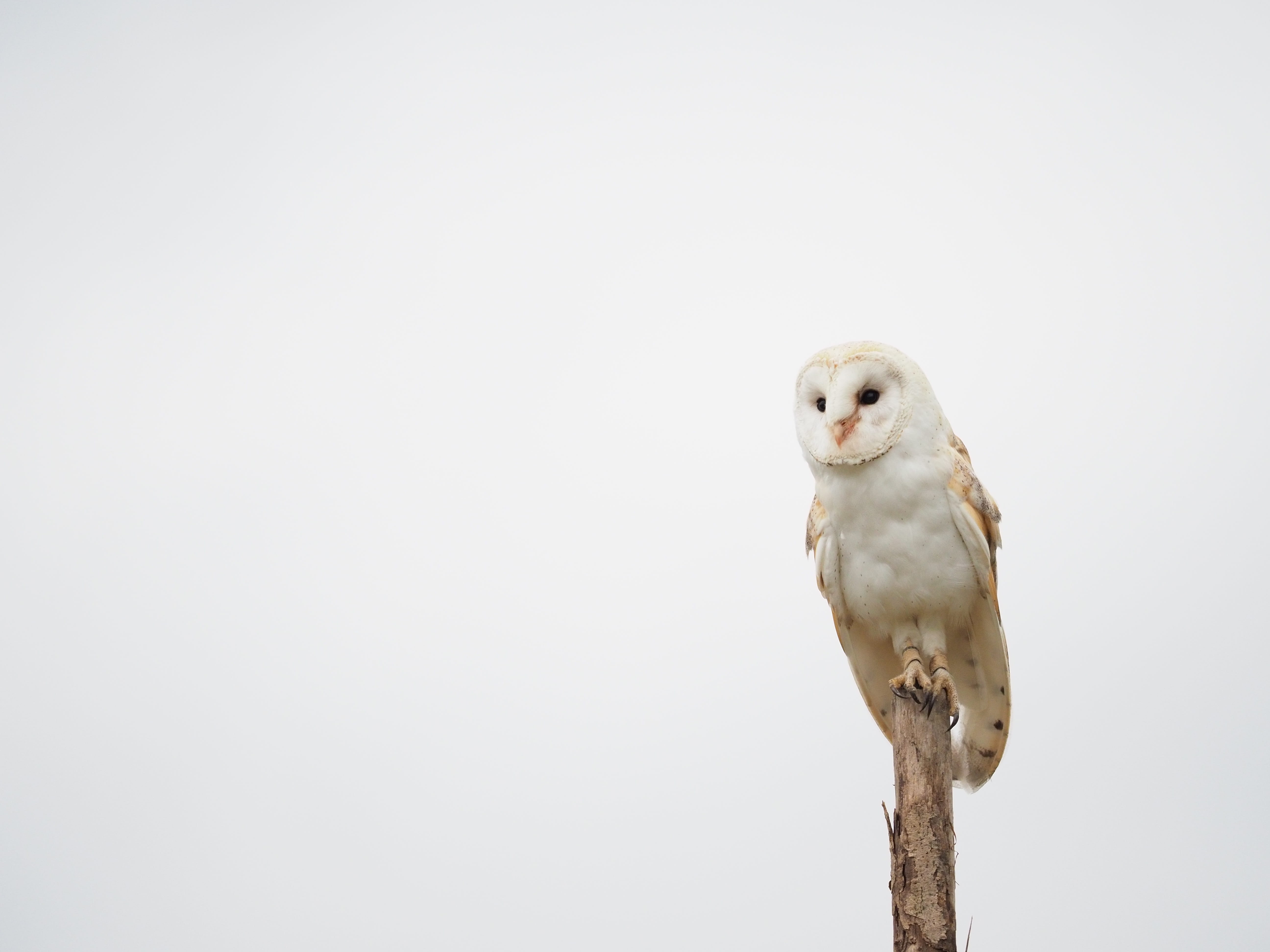 animals in the wild, animal, feather, vertebrate, branch, wings, full length, nature, no people, beak, bird, bird of prey, looking at camera, predator, HD Wallpaper