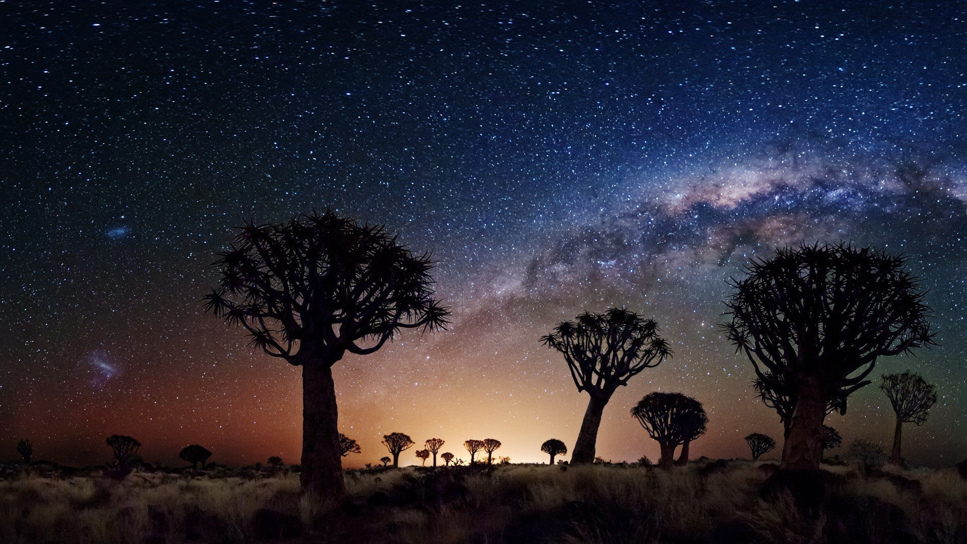 1080P, Joshua Tree, night, stars, HD Wallpaper