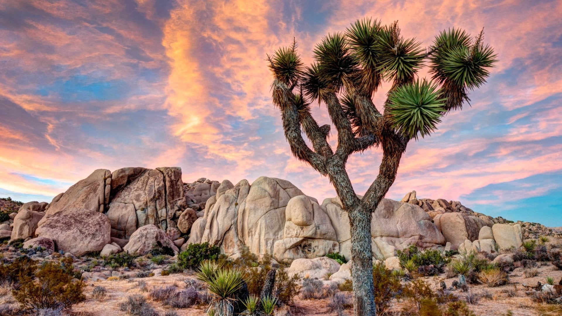 tree, National Park, solid, semi-arid, tranquility, Joshua Tree National Park, cloud - sky, rock, nature, beauty in nature, physical geography, sky, geology, HD Wallpaper