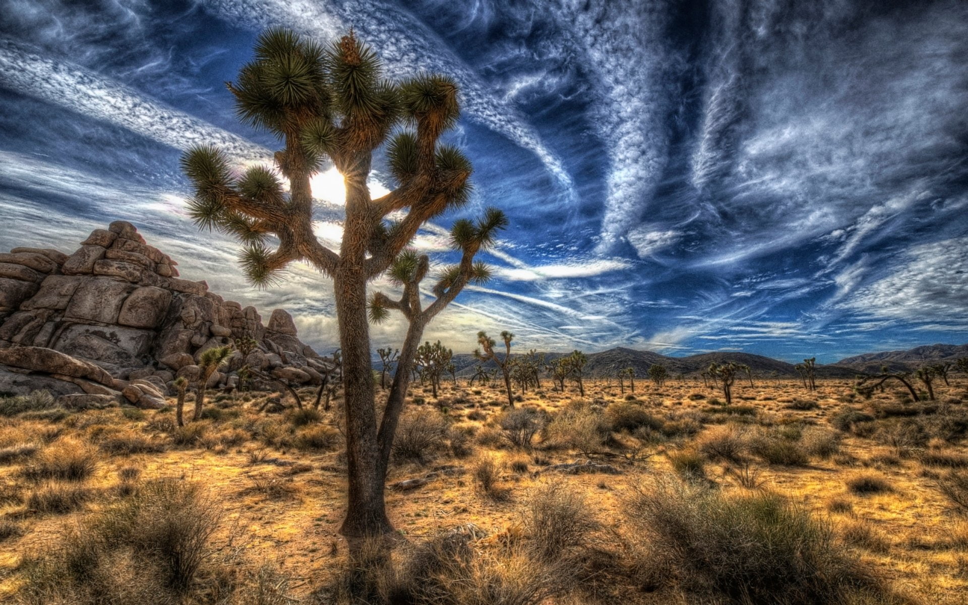 National Park, Plant, Sky, 1080P, Joshua Tree National Park, Cloud, Desert, HD Wallpaper