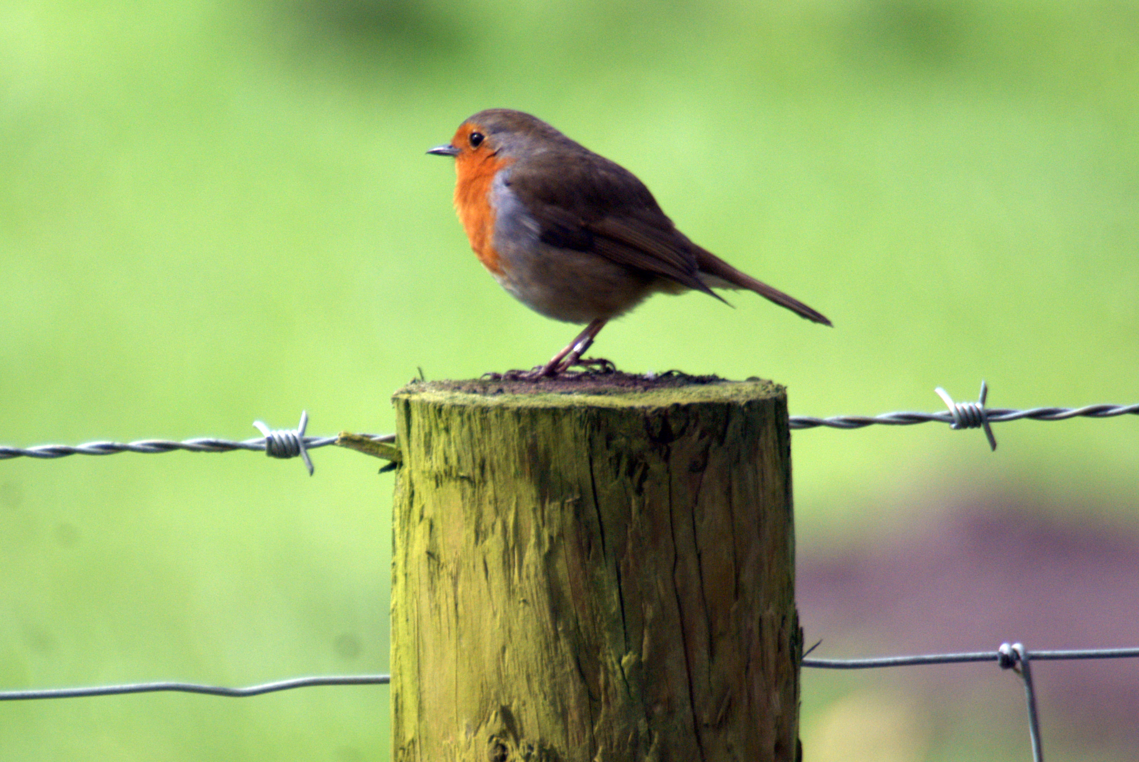 feathered, watcher, aves, feathers, robin, 2009  European, Spring, England, ringed, european  english, bird, united kingdom, european, europe, north western, HD Wallpaper