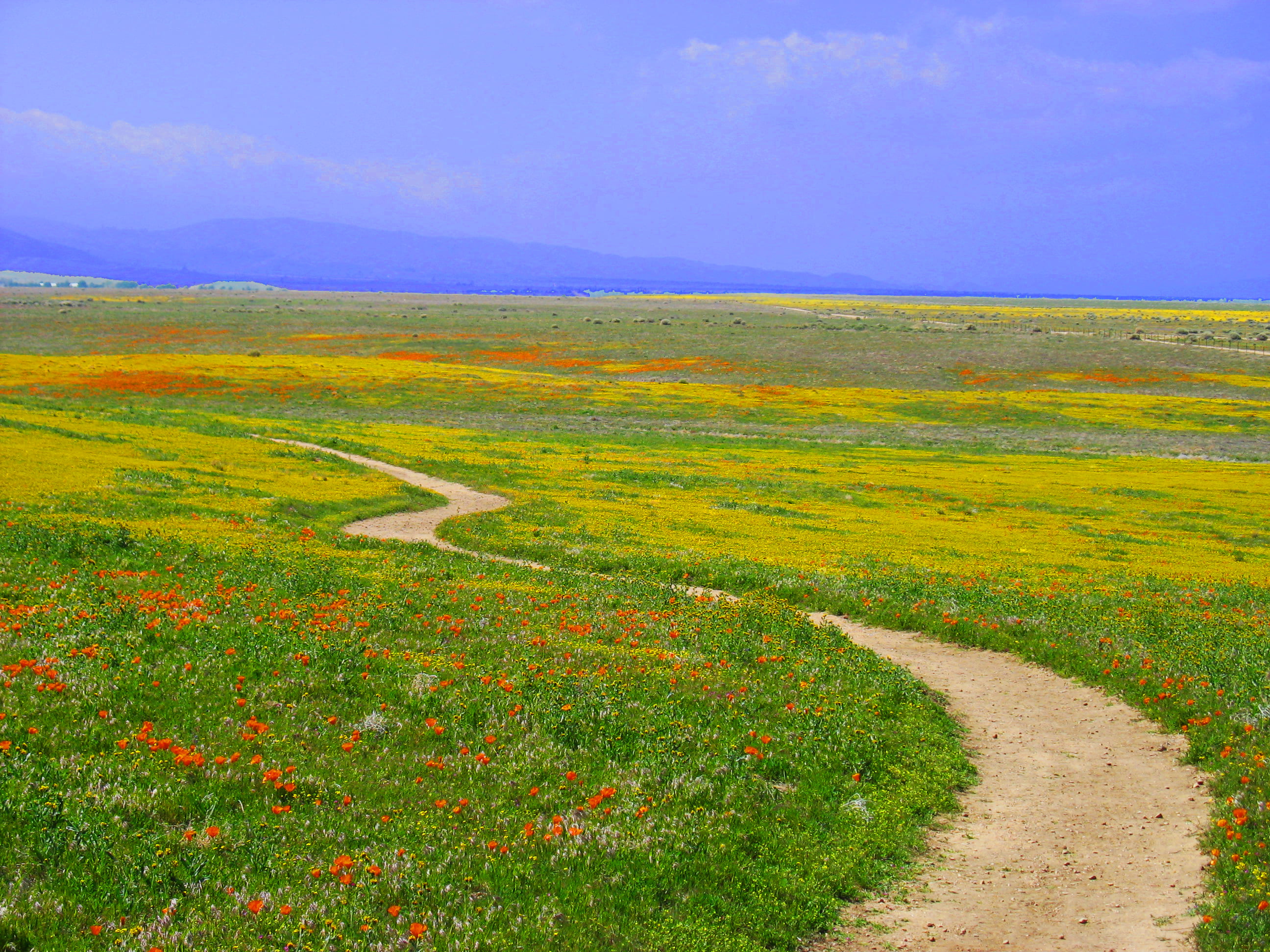 orange, antelope valley  california, state flower, grass, soil, beautiful, wildflower, summer, hill, sky, poppy, california, rural Scene, meadow, preserve, HD Wallpaper