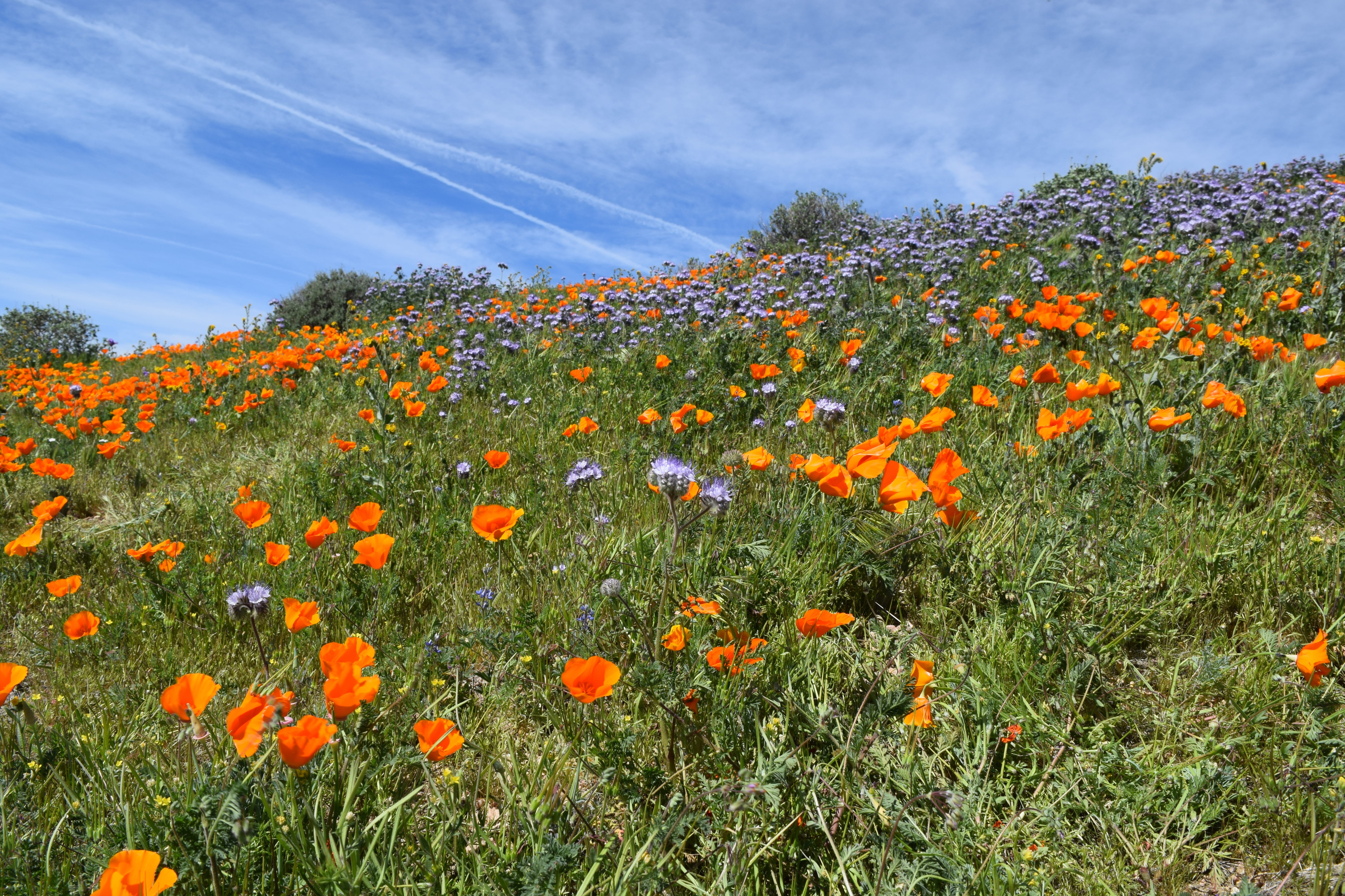 day, fragility, landscape, Wildflower, flowerbed, california, scenics - nature, orange color, no people, Desert, freshness, Poppies, growth, hills, close-up, HD Wallpaper
