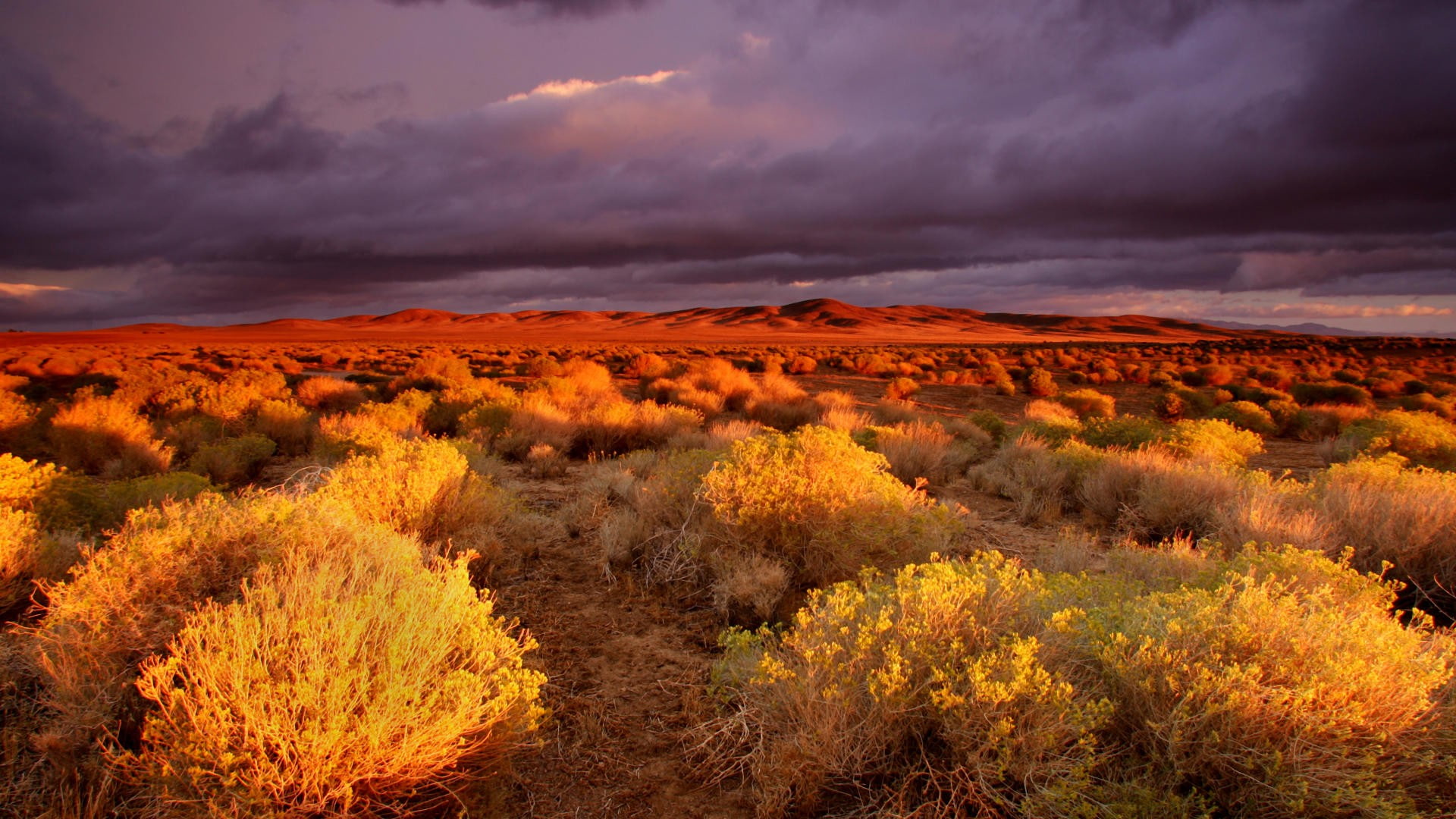 antelope, 1080P, california, valley, HD Wallpaper
