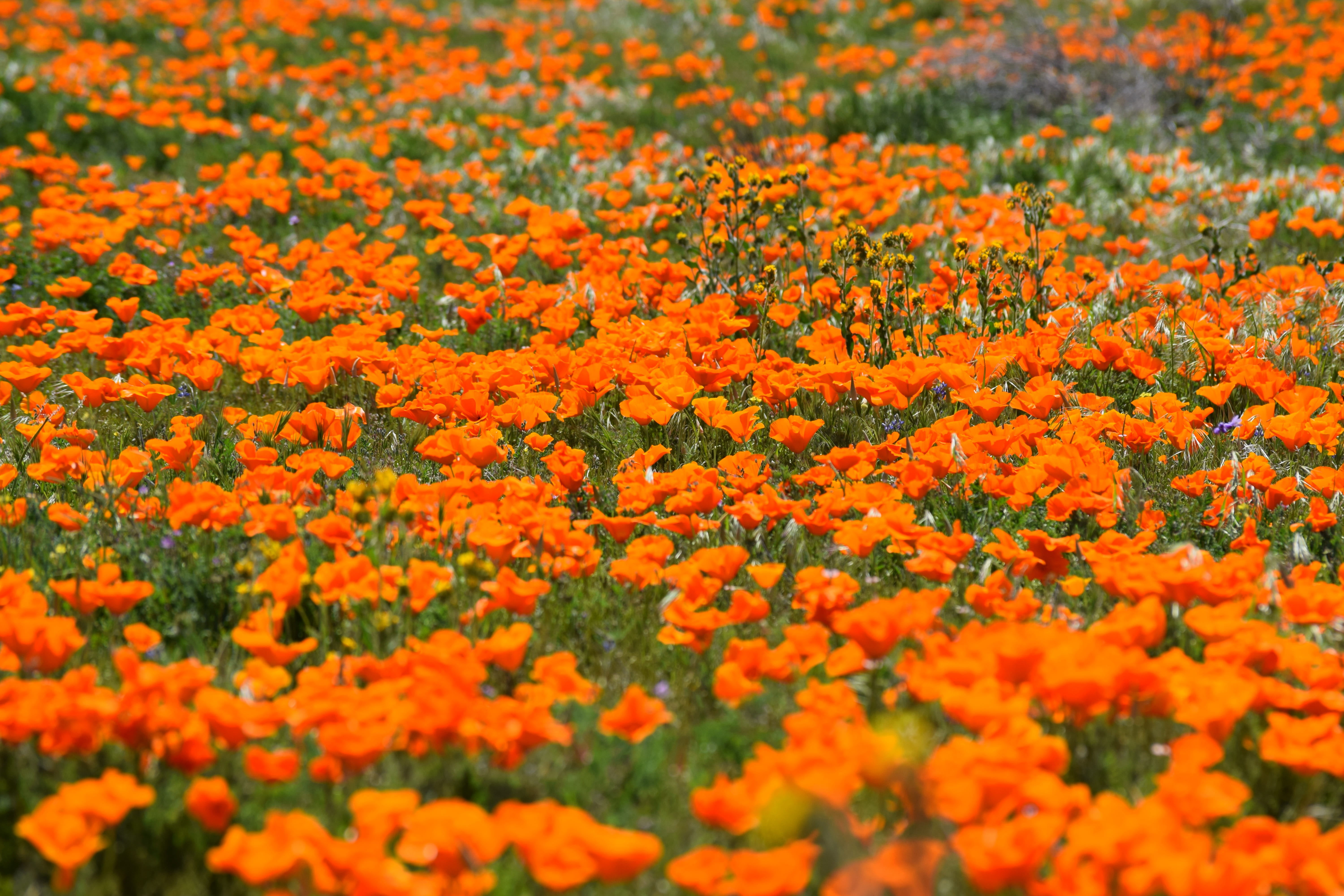 poppies, plant, 5K, beauty in nature, lancaster, antelope valley, spring, flowerbed, flowering plant, yellow, orange color, outdoors, fragility, selective focus, HD Wallpaper