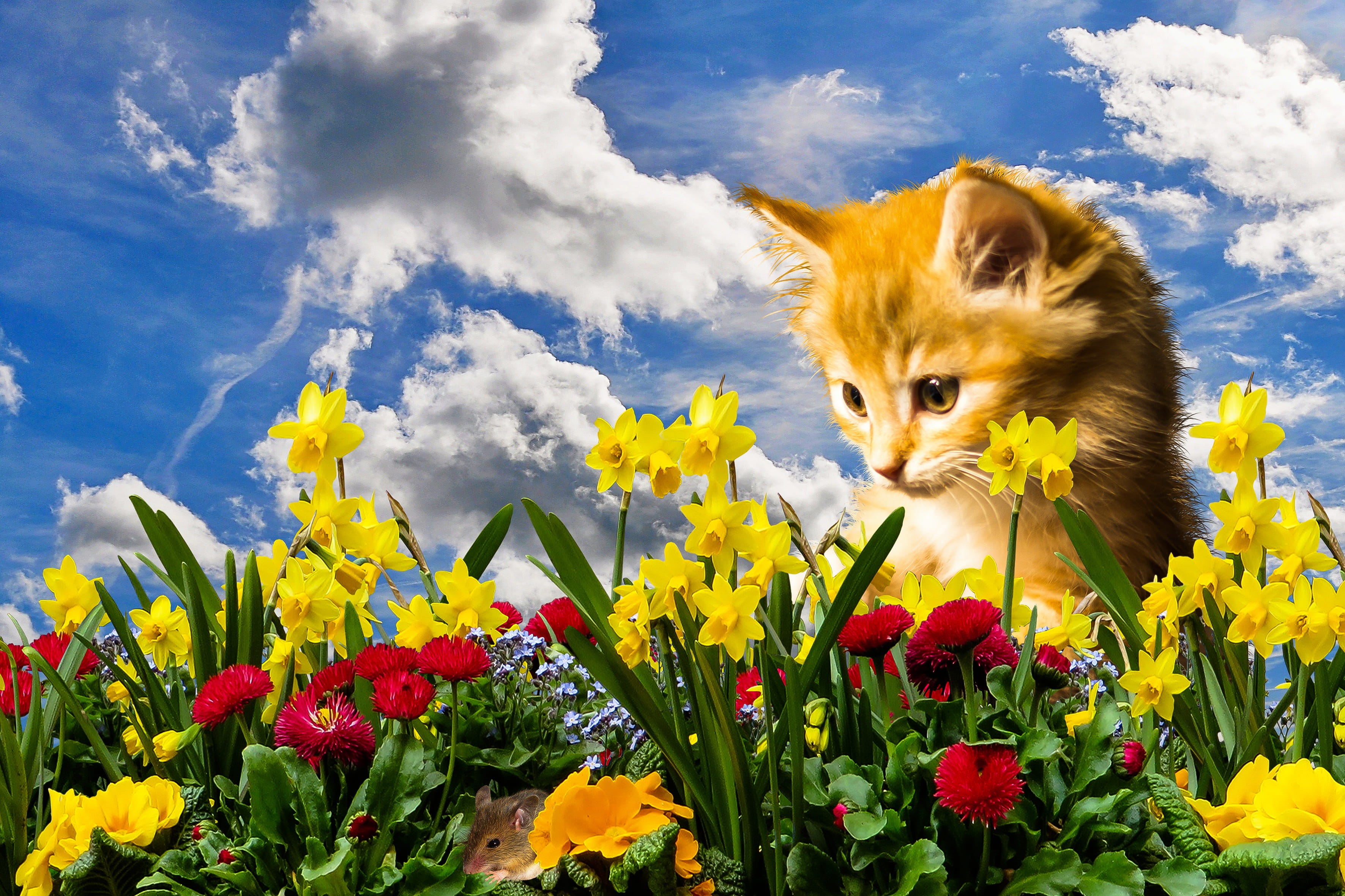 nature, mammal, springtime, 2K, garden, bloom, spring, daffodils, sky, animal, yellow, catch, cloud - sky, no people, play, whisker, vertebrate, flower head, HD Wallpaper