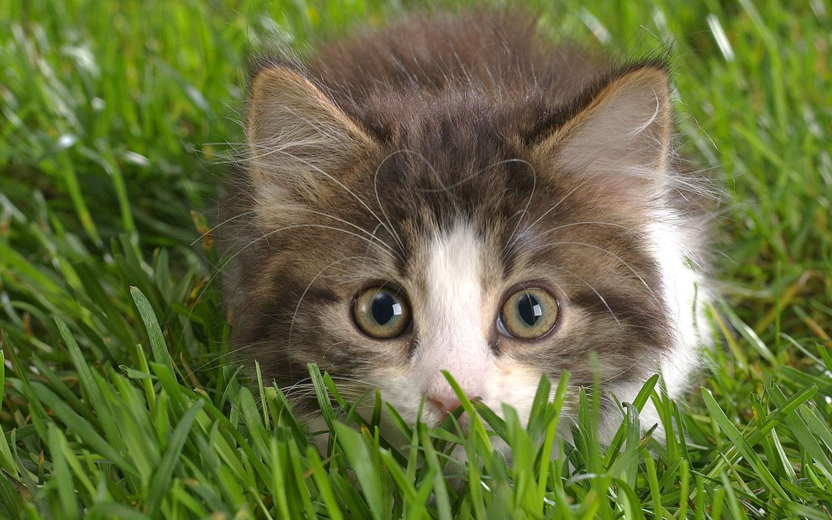grass, looking, cute, 720P, close-up, curiosity, outdoors, whisker, kitten, looking at camera, gray, fur, pets, young Animal, lawn, no people, meadow, HD Wallpaper