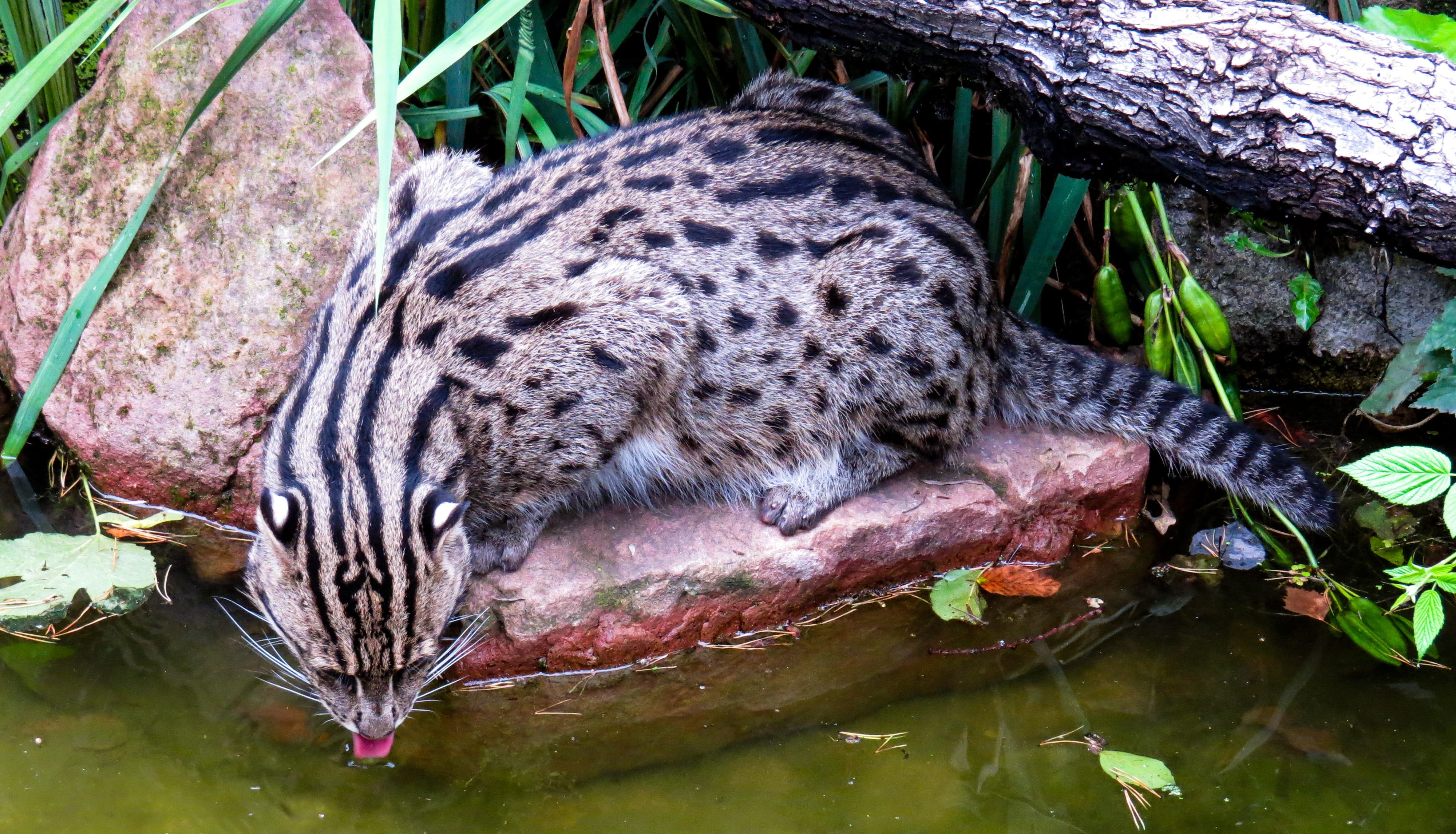 animal, hunt, animal themes, resting, plant, animals in the wild, rarely, animal markings, 4K, cat, lake, animal wildlife, one animal, mammal, predator, HD Wallpaper