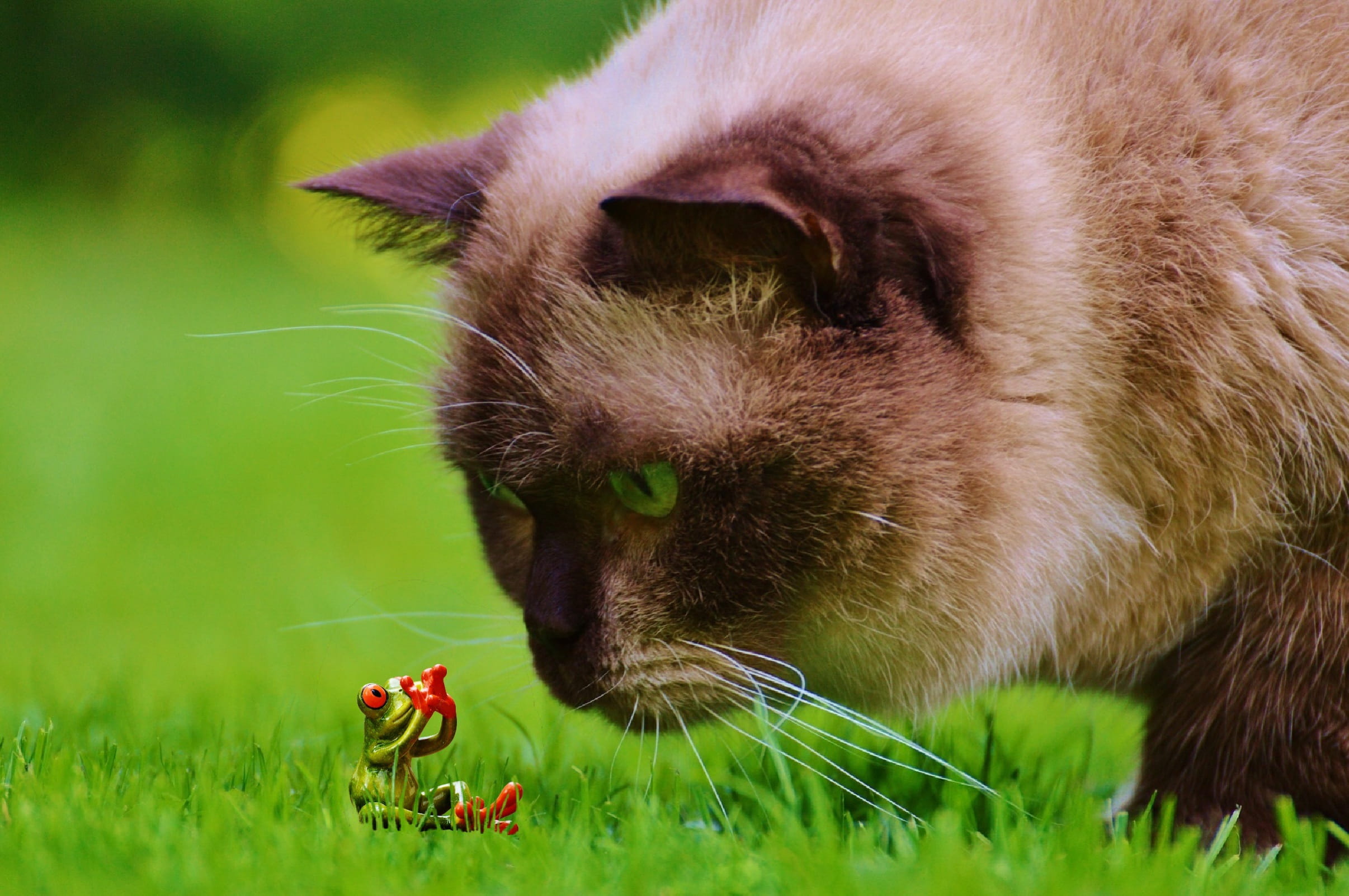 grass, thoroughbred, animal wildlife, animal, one animal, frog, brown, figure, lurking, cute, domestic cat, outdoors, feline, beige, british shorthair, HD Wallpaper