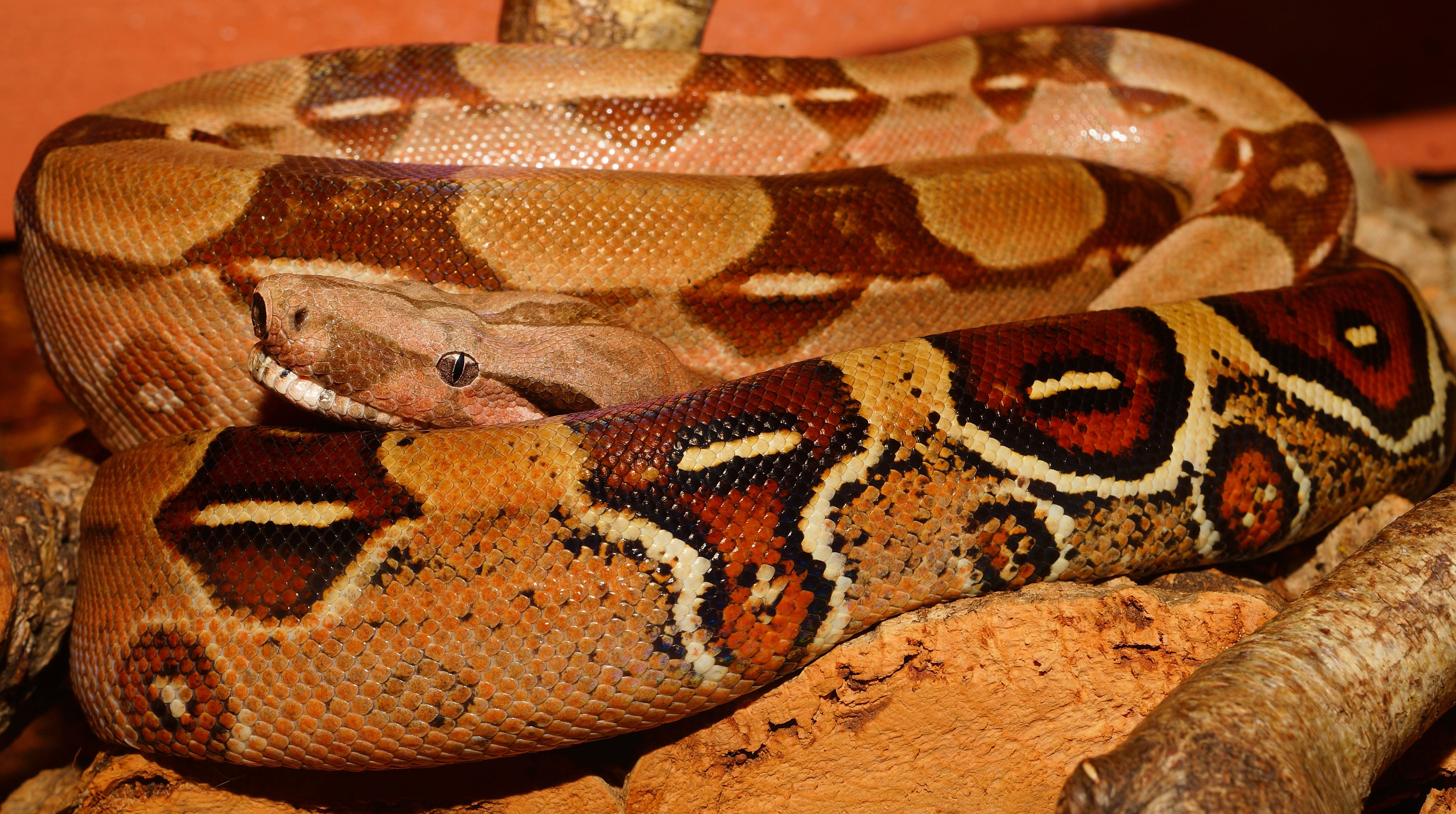 close, poisonous, animal markings, creature, non toxic, animal head, nature, reptile, head, no people, terrarium, animal themes, brown, lurking, natural pattern, HD Wallpaper
