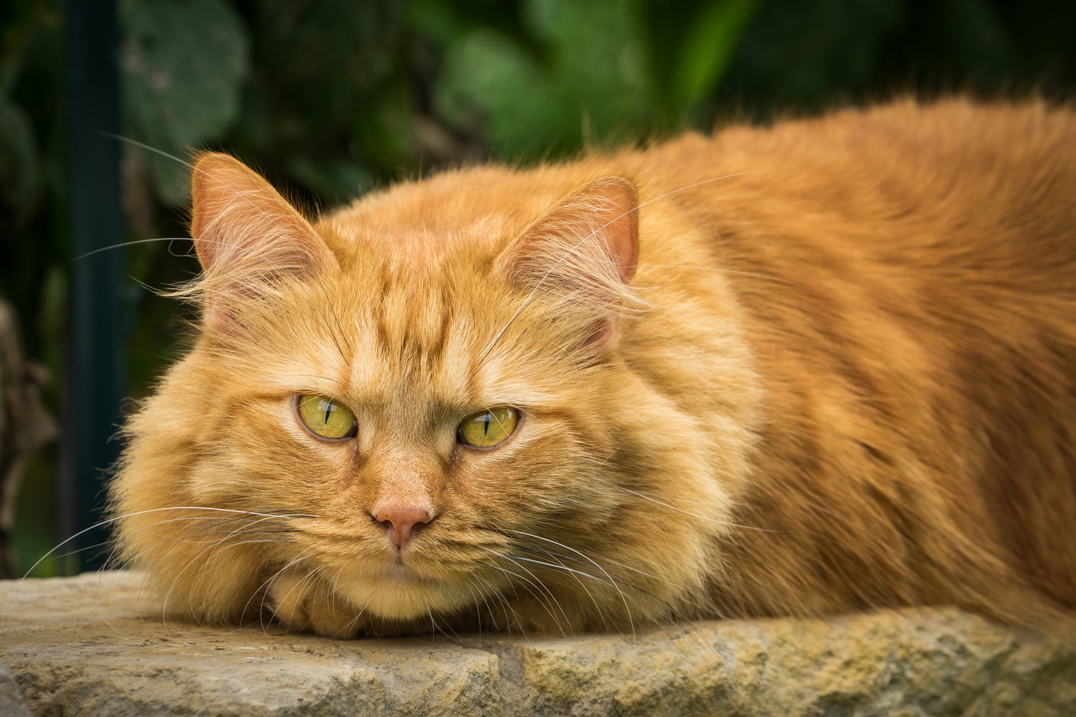 whisker, vertebrate, domestic animals, one animal, portrait, outdoors, mammal, domestic, lurking, fur, looking at camera, watching, no people, animal, pets, HD Wallpaper