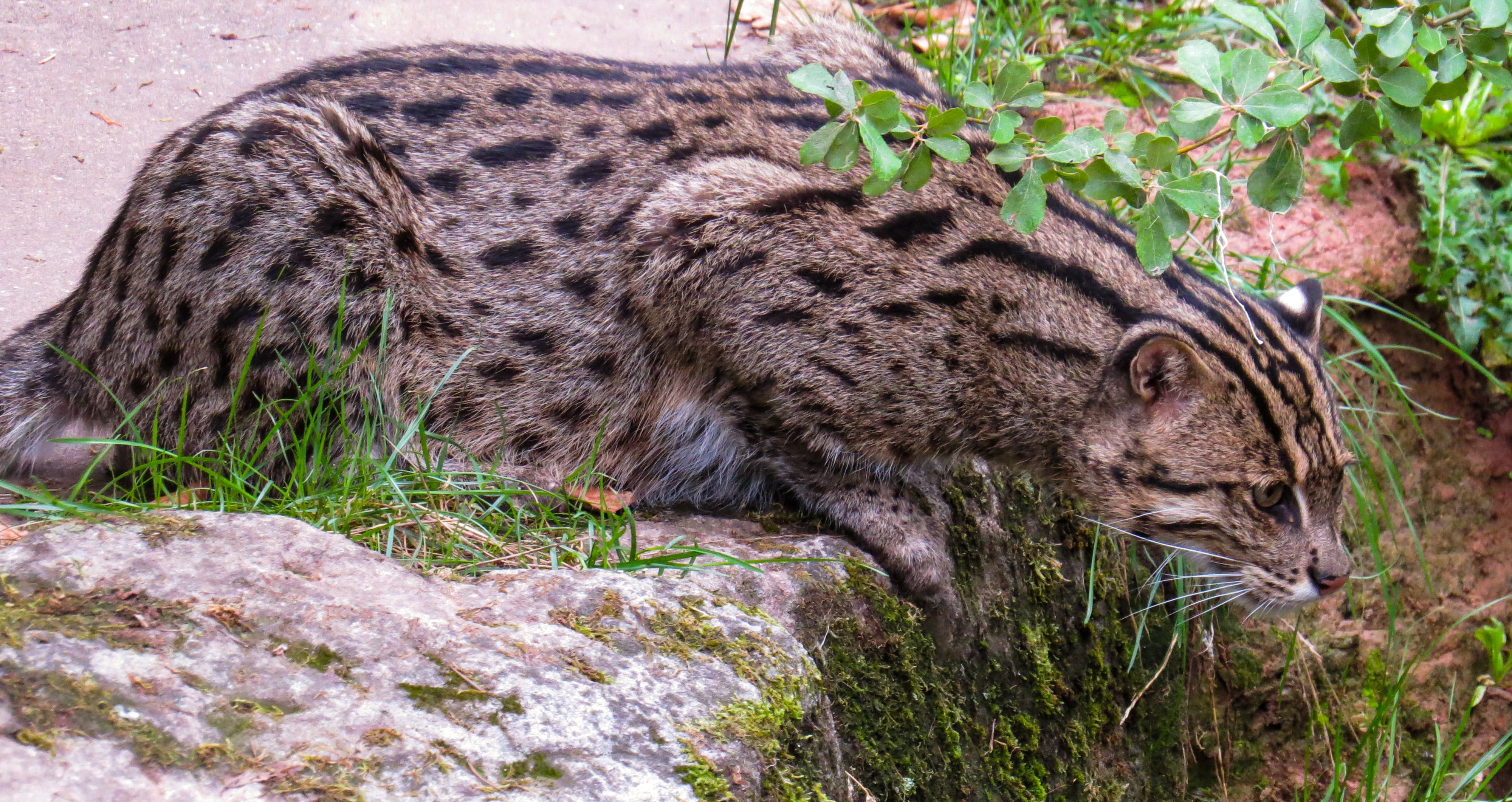 predator, 4K, wildlife, mammal, lurking, animal wildlife, side view, rock, wildlife photography, hunt, grass, rarely, outdoors, feline, animal themes, HD Wallpaper