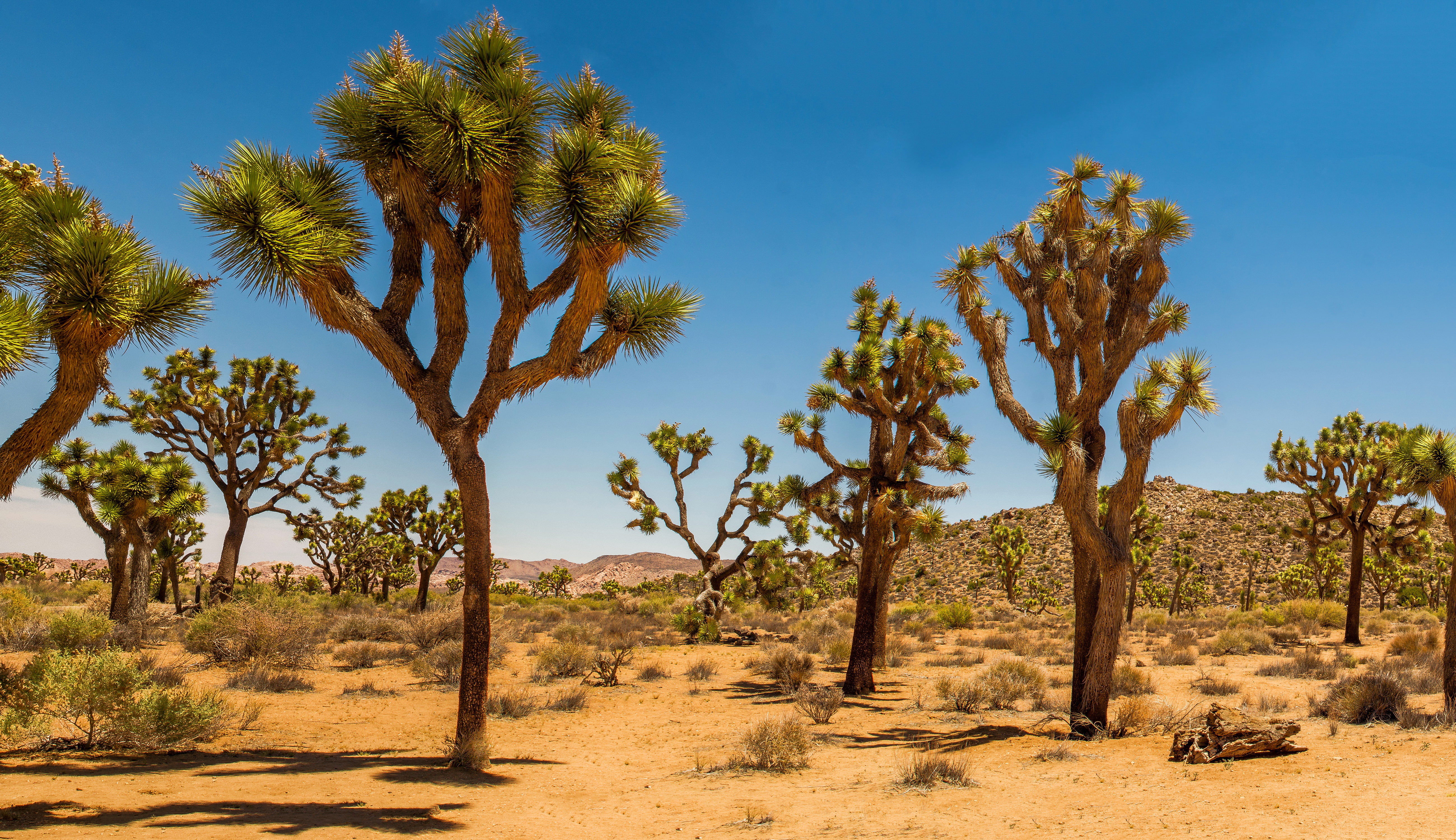 desert, Joshua Tree, shrub, USA, 5K, sand, Joshua Tree National Park, dunes, HD Wallpaper