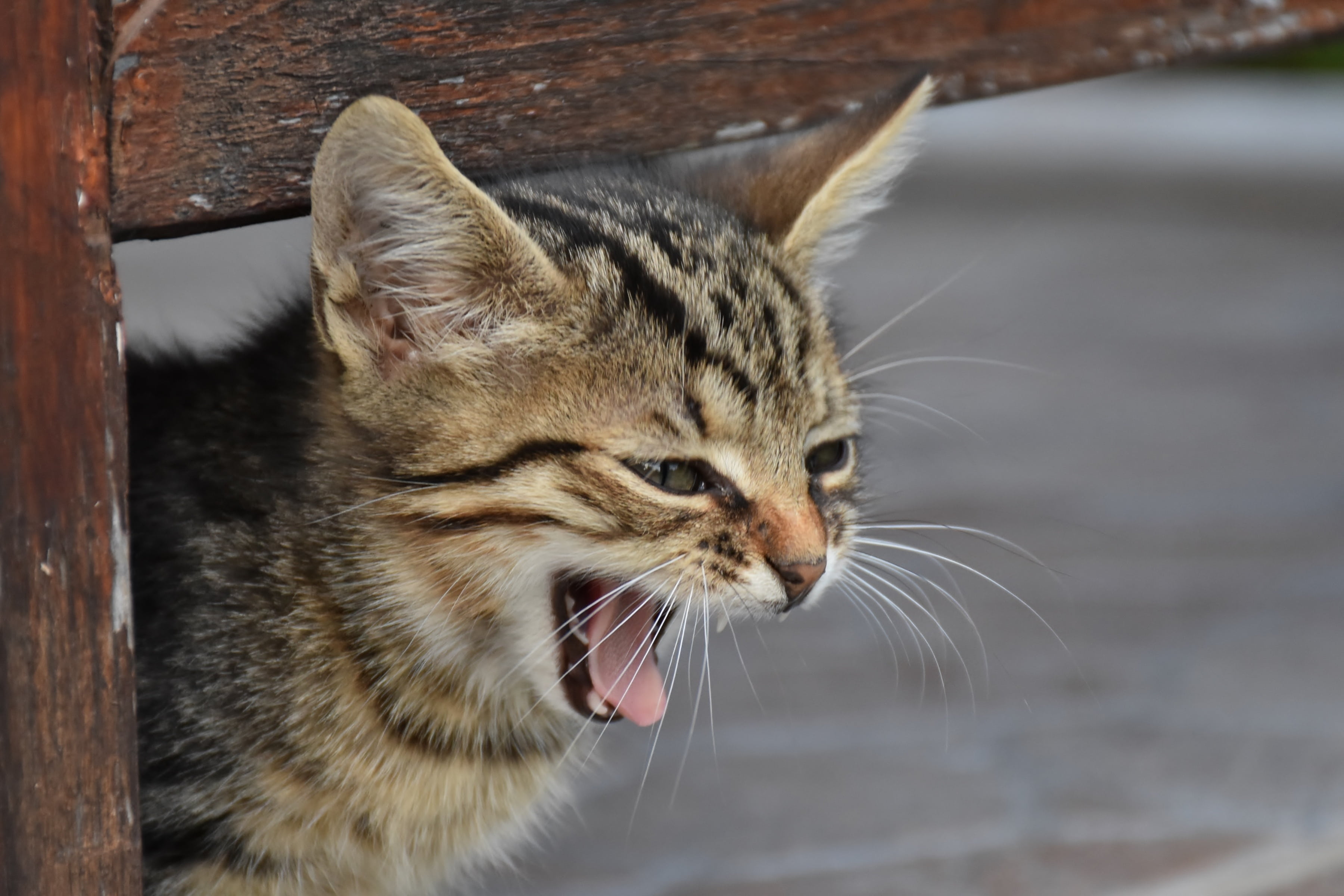 2K, head, animal body part, tabby, domestic animals, day, lurking, pet, cat face, attention, whisker, playful, furry, animal head, sweet, pets, brown, HD Wallpaper