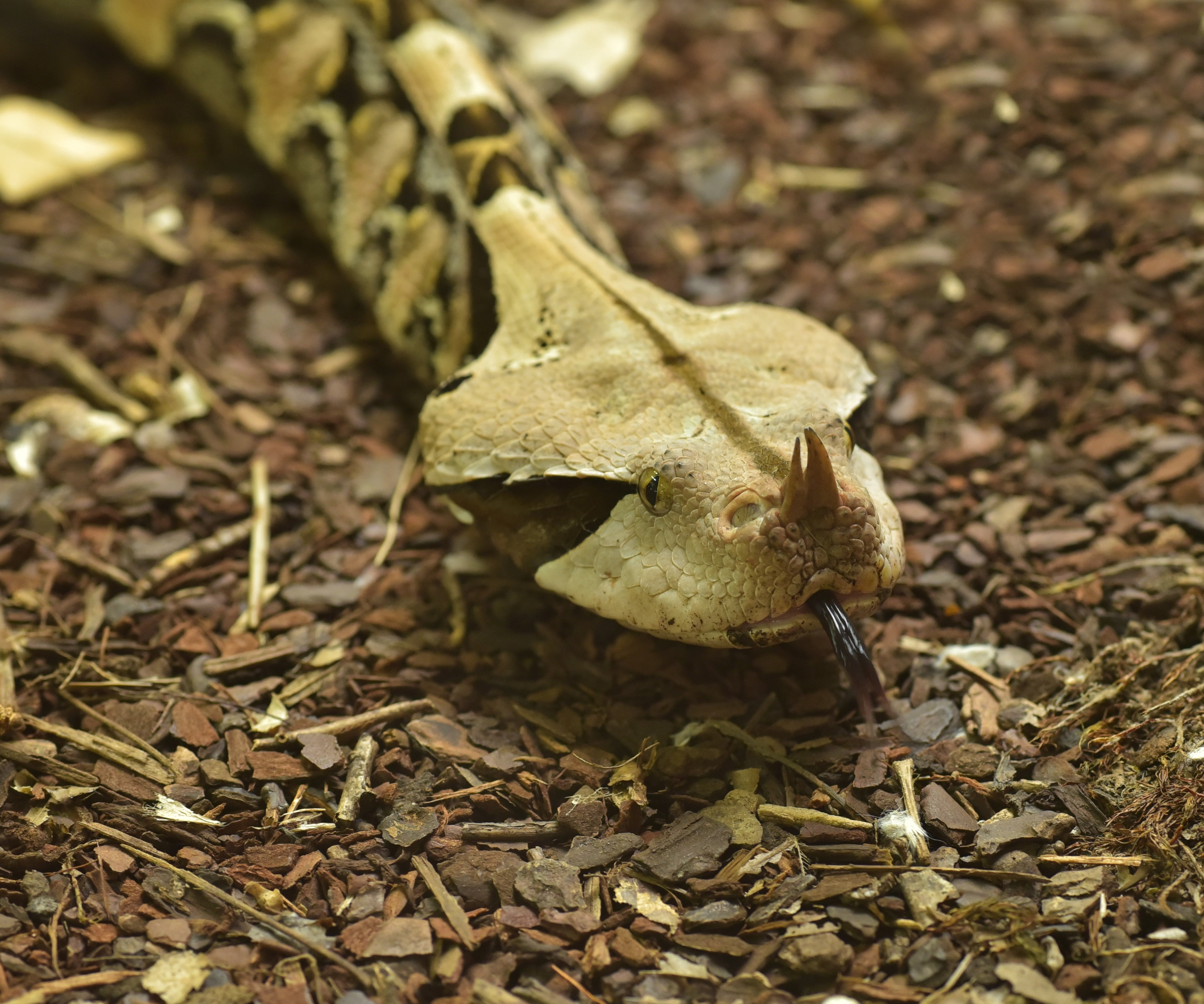 toxic, close-up, change, brown, vulnerability, creature, exotic, yellow, nature, falling, plant, day, selective focus, snakehead, autumn, plant part, forest, HD Wallpaper