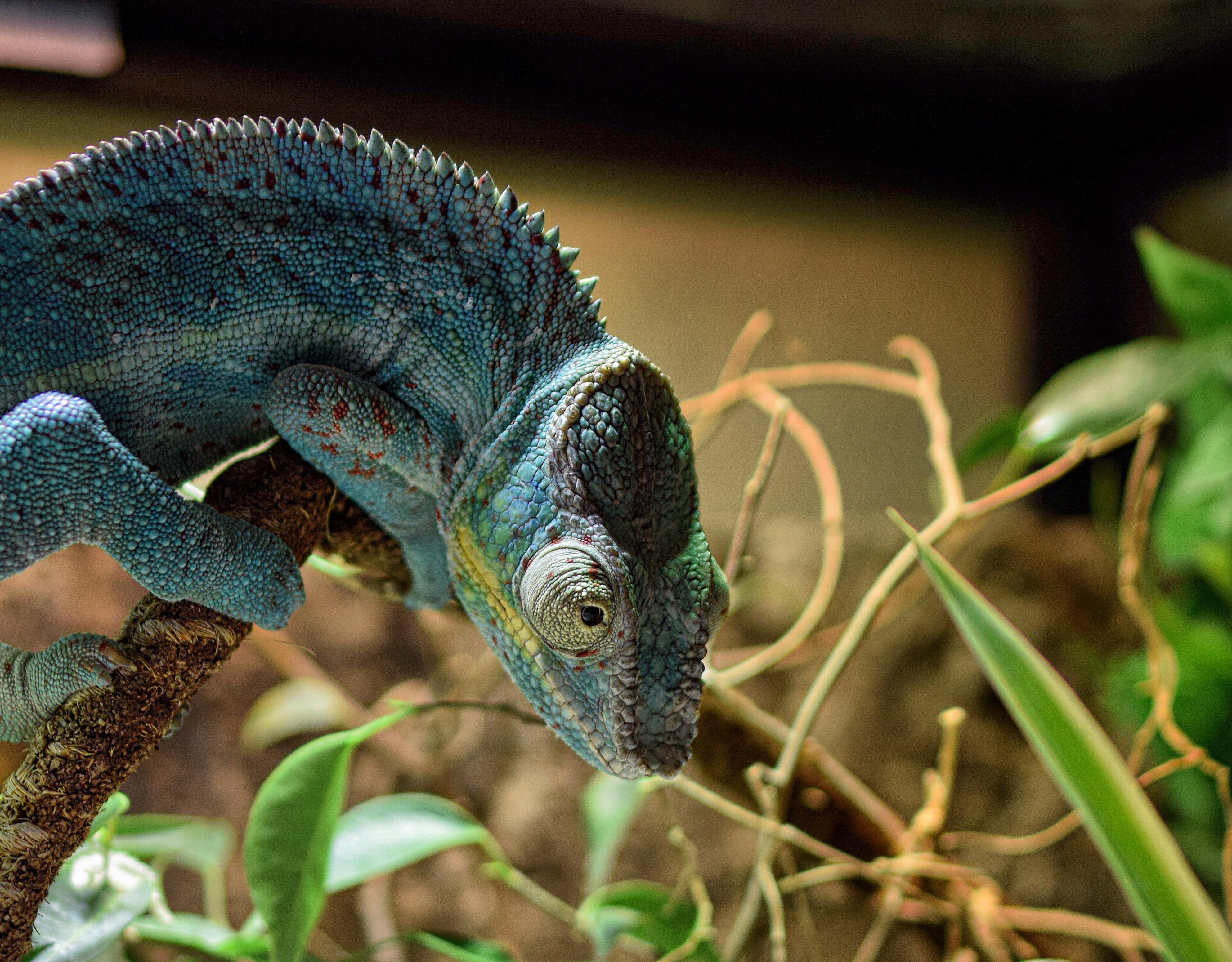 plant, no people, green color, lizard, iguana, animal body part, one animal, animal wildlife, outdoors, plant part, chameleon, schuppenkriechtier, animal, HD Wallpaper