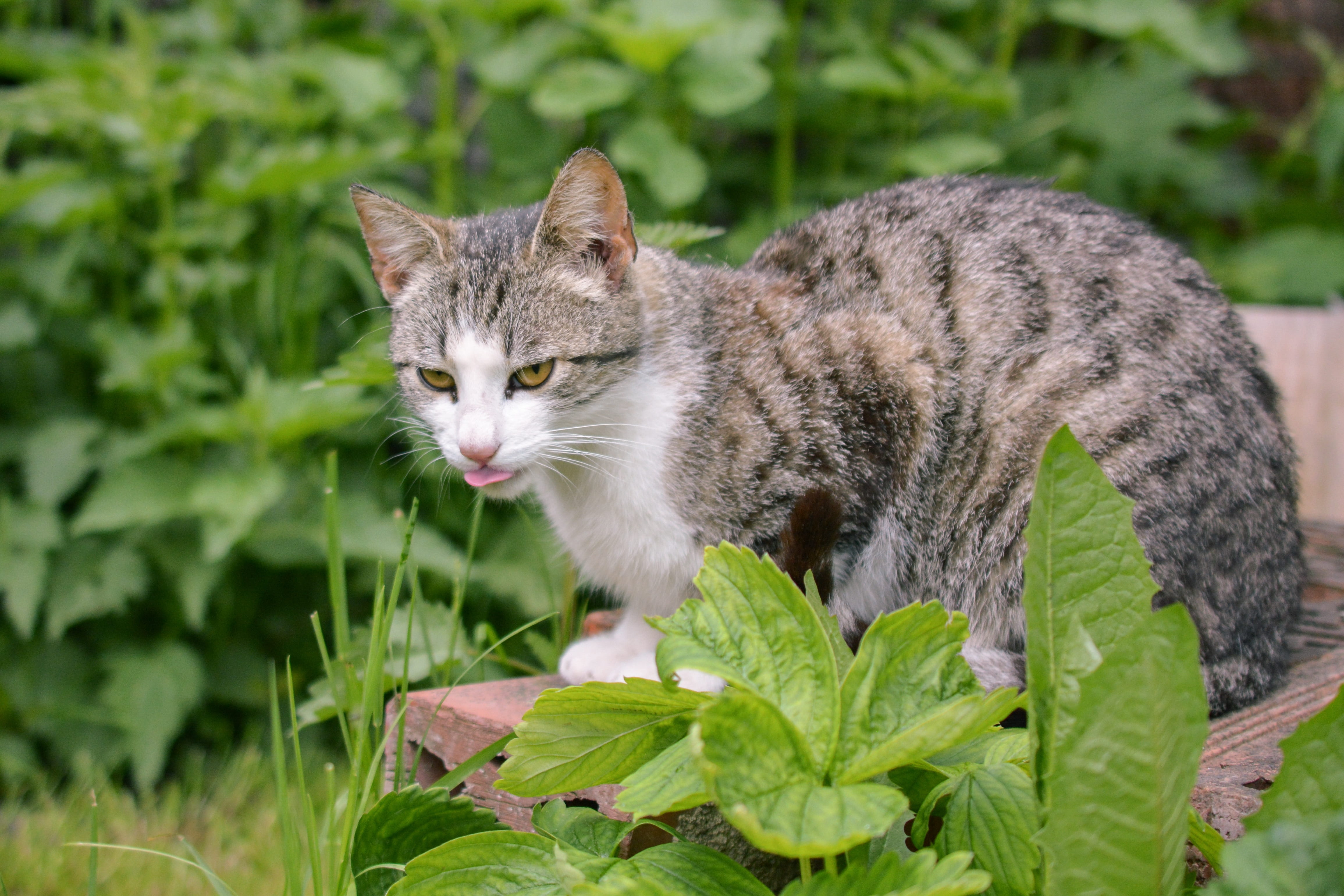whisker, field, vertebrate, domestic cat, green color, animal themes, leaf, grass, Animal, the language of the, Curious, feline, one animal, domestic, Lurking, HD Wallpaper